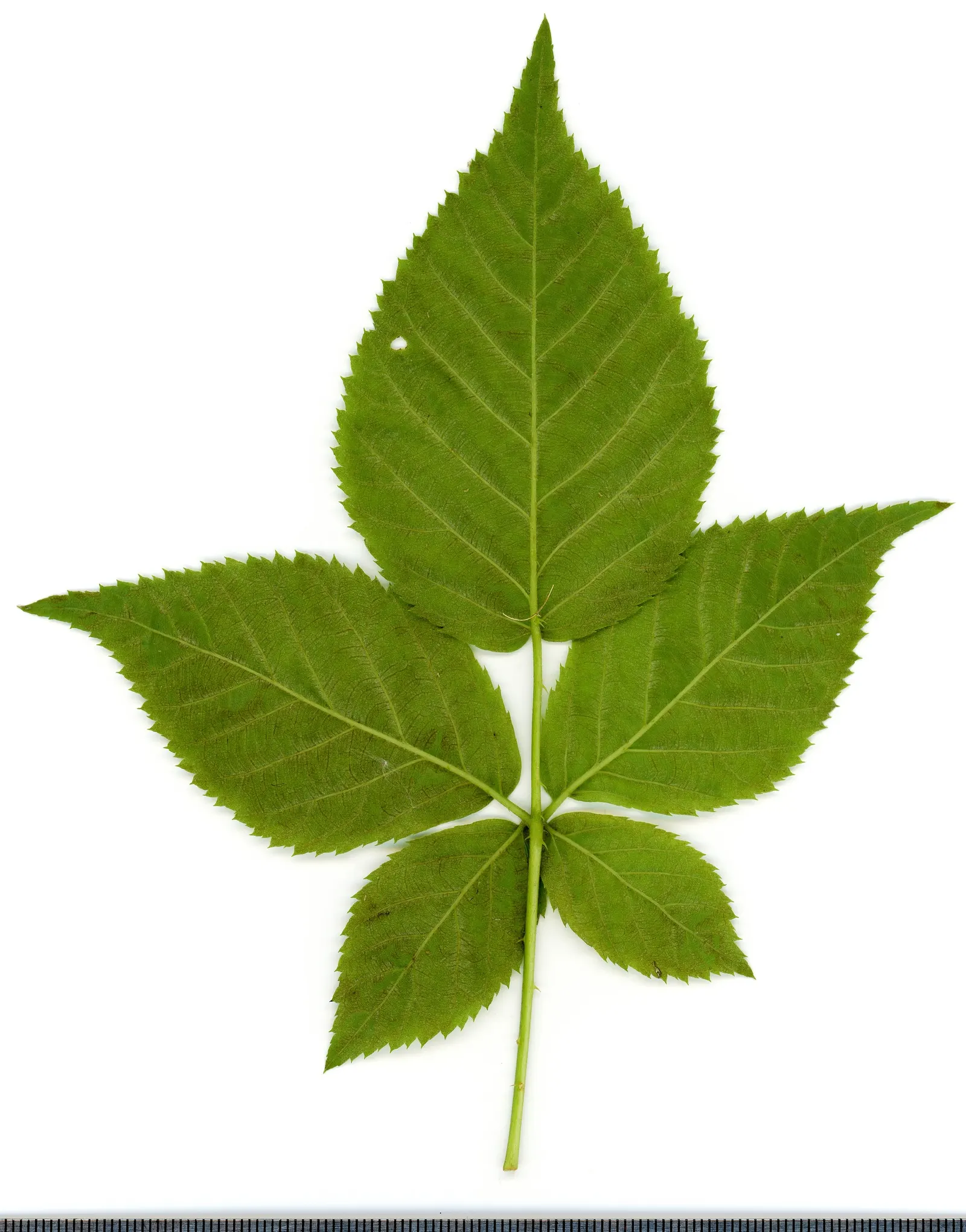 Blackberry (Rubus Ursinus) — It boasts arching canes that bear compound leaves; ideal for U-pick gardens or wildlife habitats