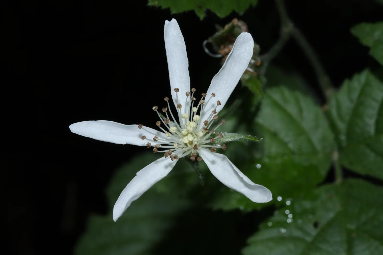 Blackberry (Rubus Ursinus) — offering both a tasty treat and health benefits.<br><br>For best results in a landscape