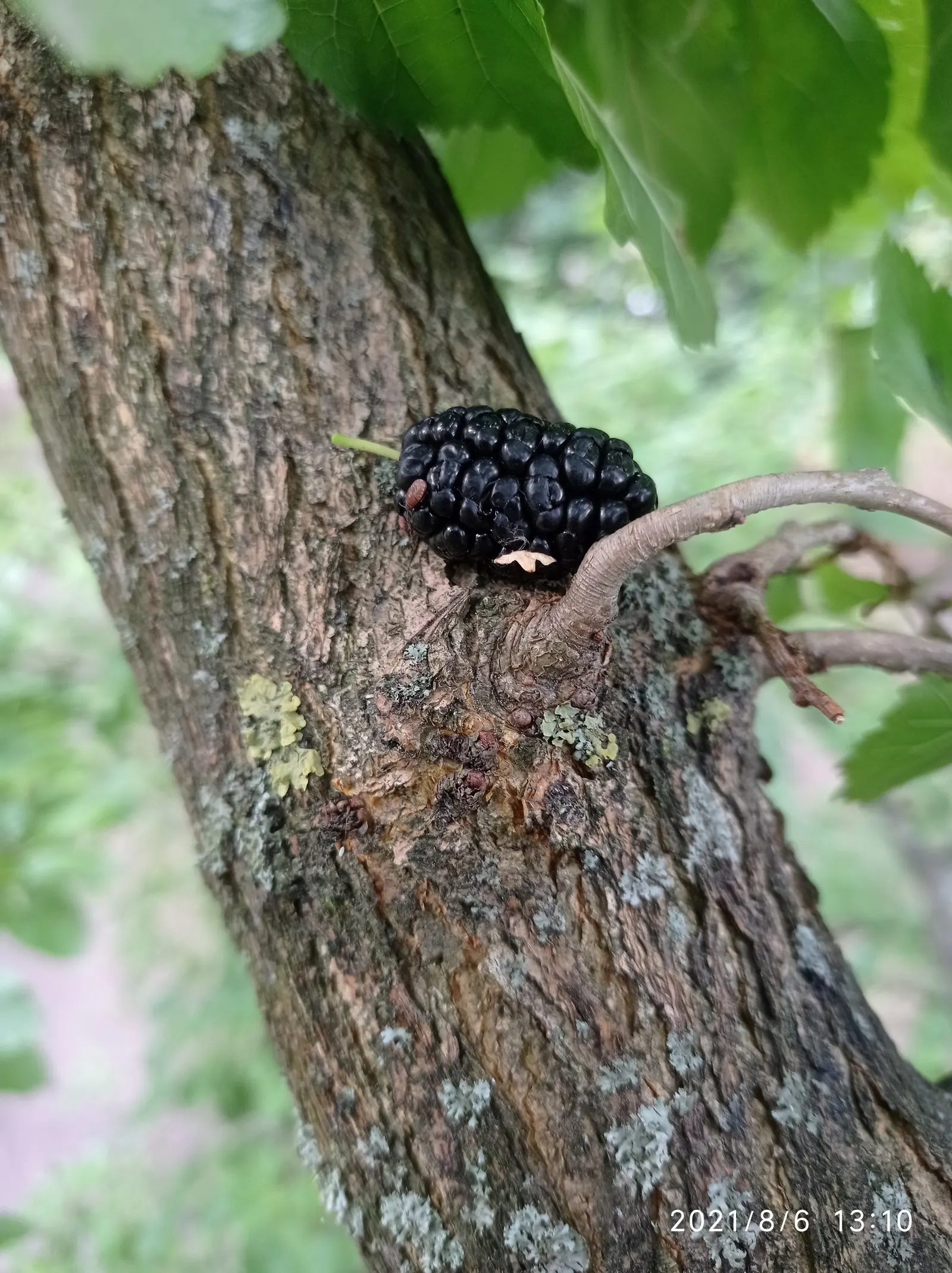 Blackberry (Rubus Ursinus) — Plant 3 to 4 feet apart for a dense thicket; which are usually comprised of three to five leaflets with a deep green hue and