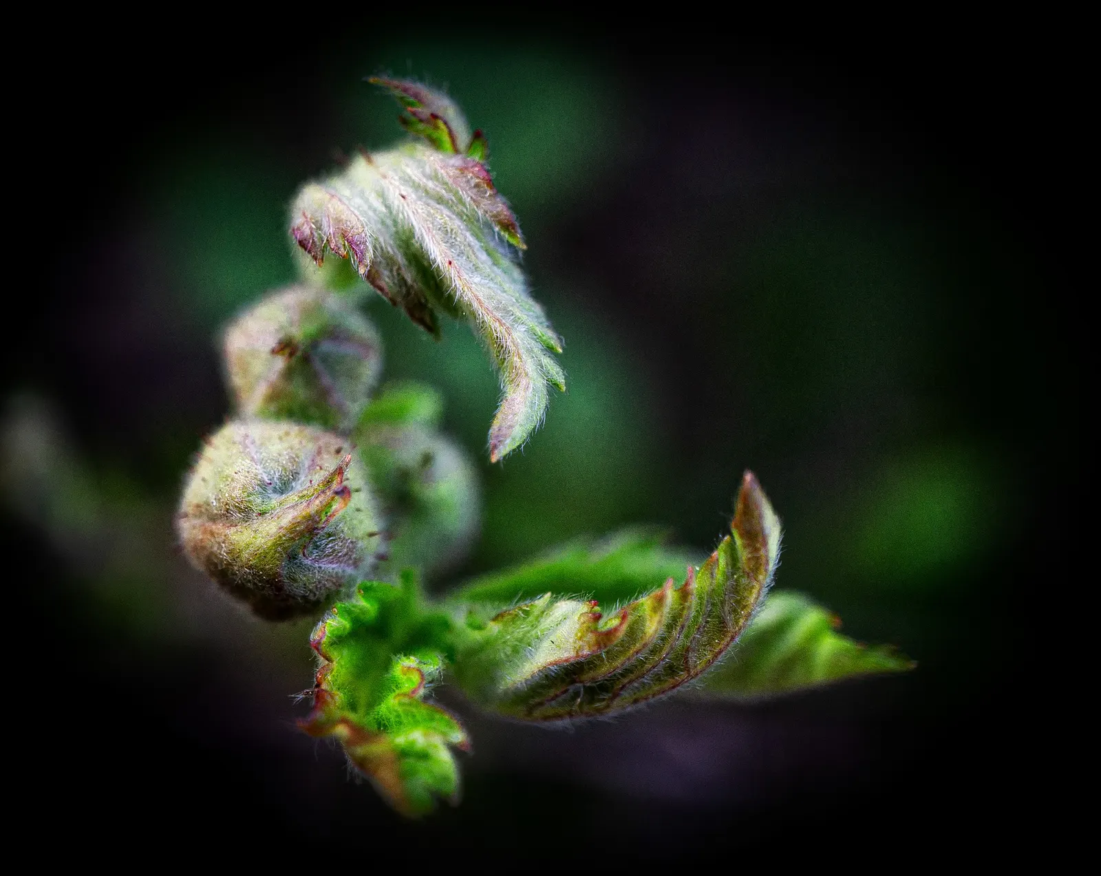 Blackberry (Rubus Ursinus) — approximately &reg; to 1 inch in diameter