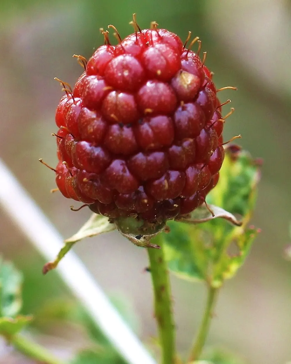 Blackberry (Rubus Ursinus) — which give way to the notable blackberries.<br><br>These berries ripen to a deep; plant 3 to 4 feet apart for a dense thicket