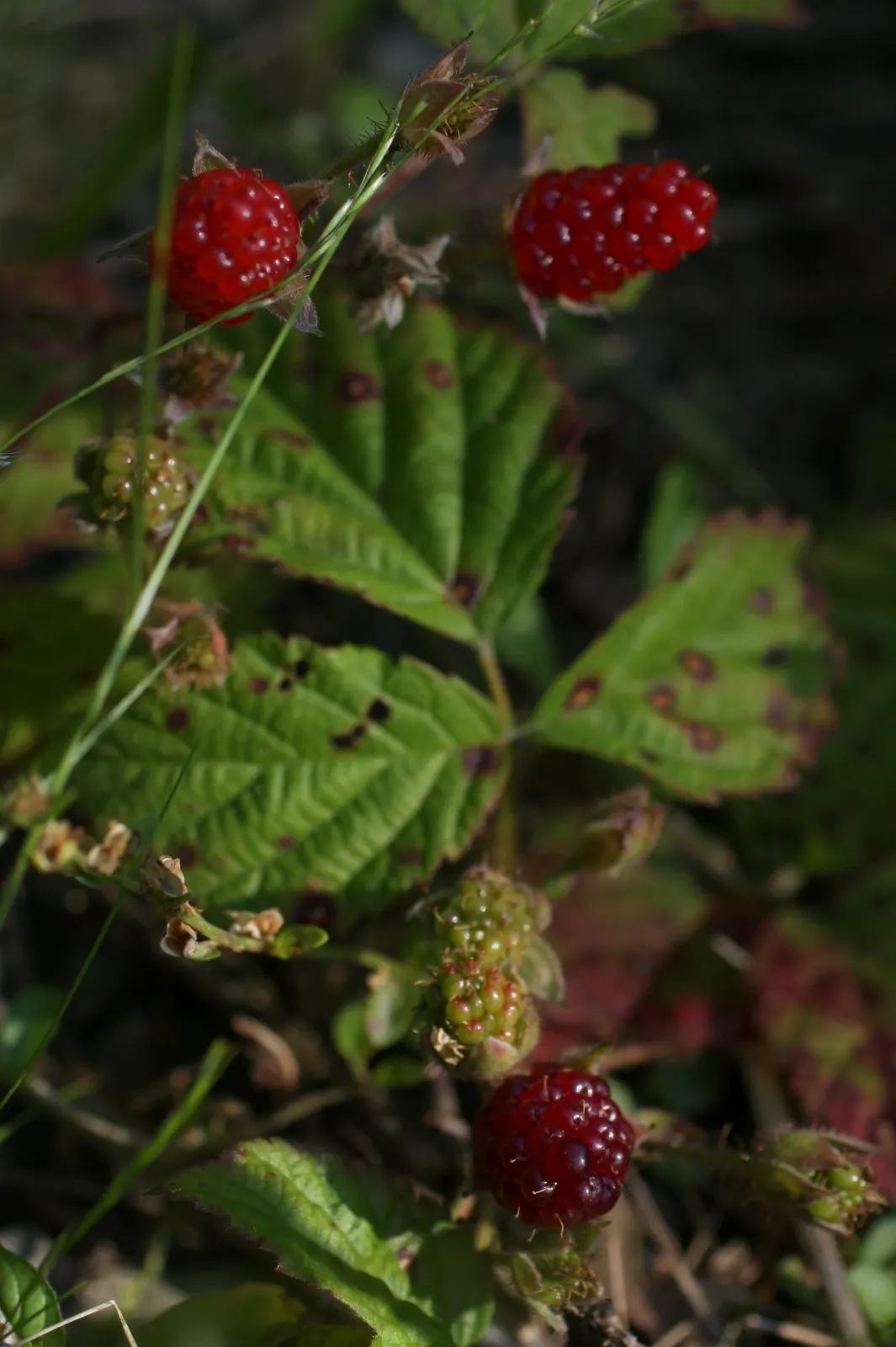 Blackberry (Rubus Ursinus) — shrub / vine for full