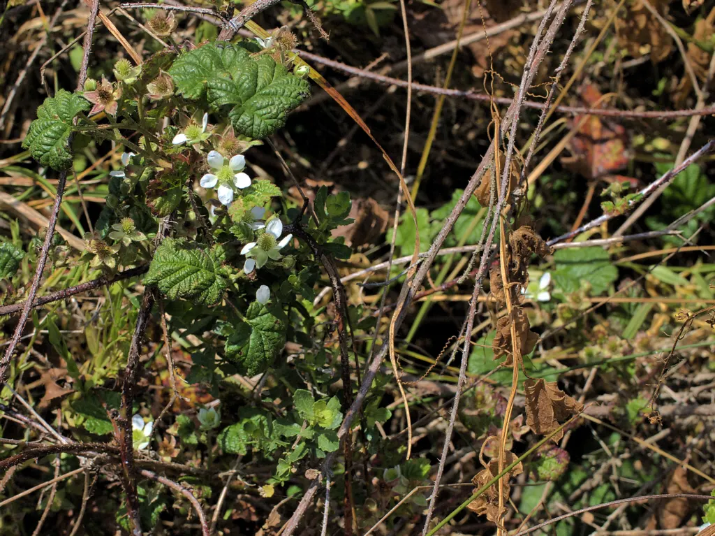 Blackberry (Rubus Ursinus) — the plant produces delicate white to pale pink flowers