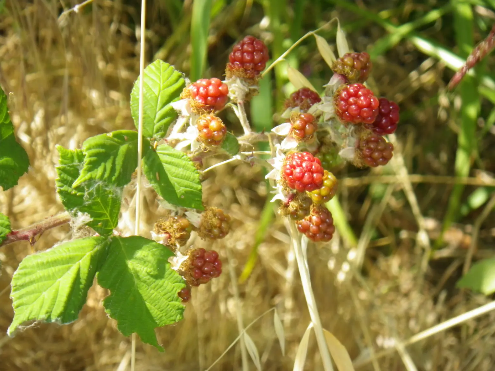 Blackberry (Rubus Ursinus) — offers a dual-purpose landscape element with edible benefits; it boasts arching canes that bear compound leaves