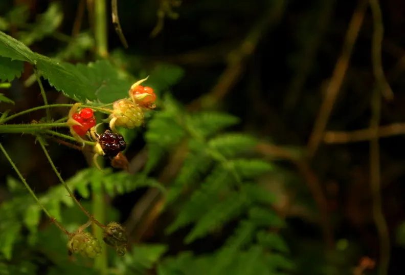 Blackberry (Rubus Ursinus) — white flowers in the garden