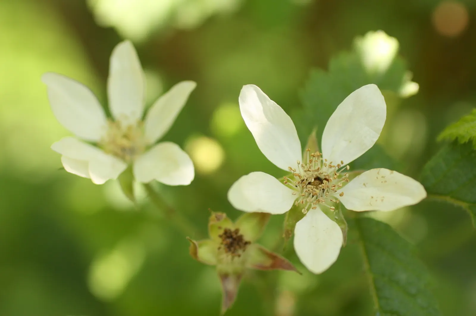 Blackberry (Rubus Ursinus) — commonly termed the Pacific blackberry; requiring full sun to partial shade