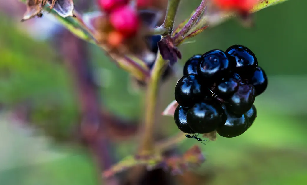 Blackberry (Rubus Ursinus) — bear clusters of white-to-pale-pink flowers before yielding succulent blackberries; white flowers in the garden
