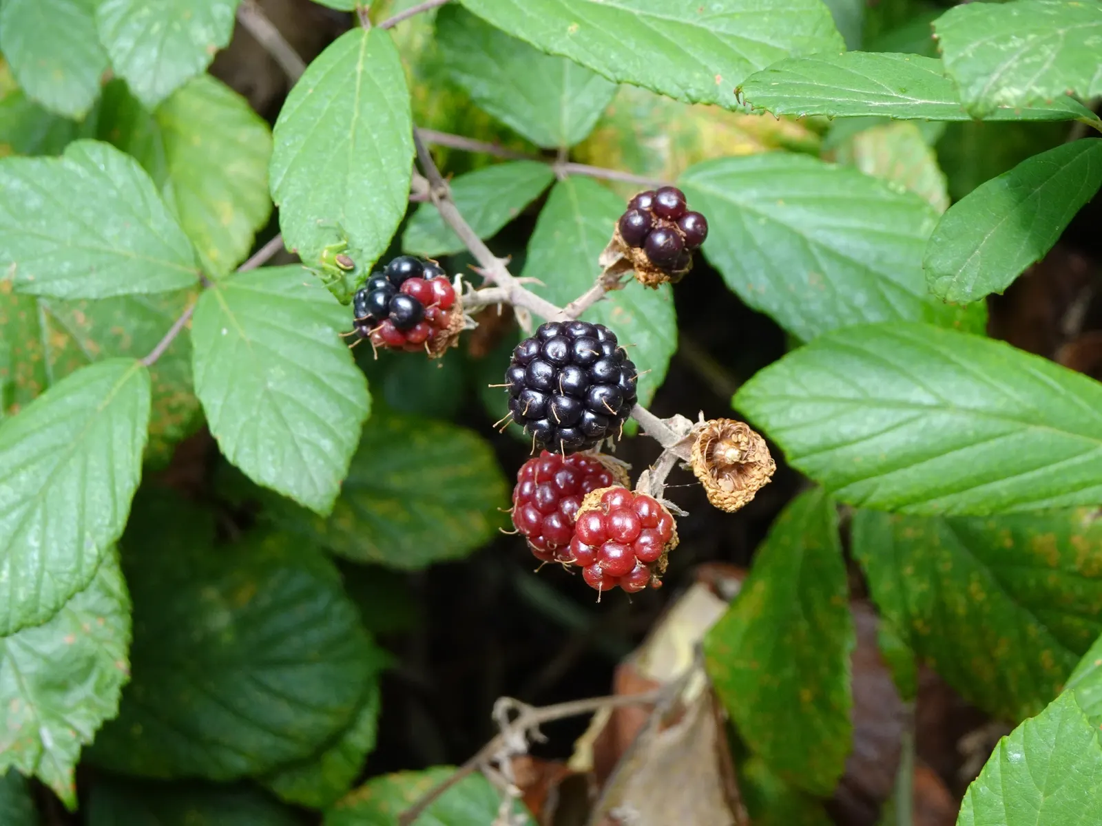 Blackberry (Rubus Ursinus) — blue-black color from late summer to early fall; the plant produces delicate white to pale pink flowers