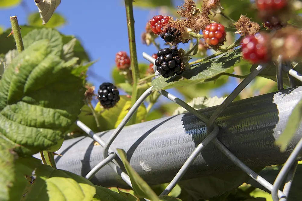 Blackberry (Rubus Ursinus) — Note that the canes are thorny; offers a dual-purpose landscape element with edible benefits