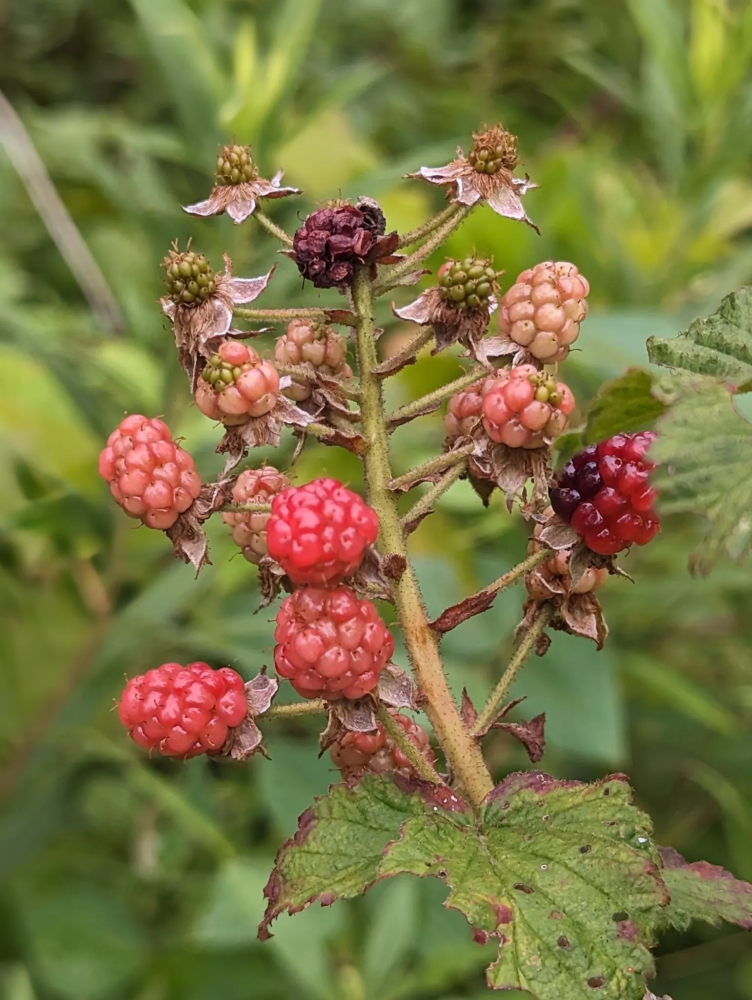 Blackberry (Rubus Ursinus) — particularly during fruiting season; it requires regular watering