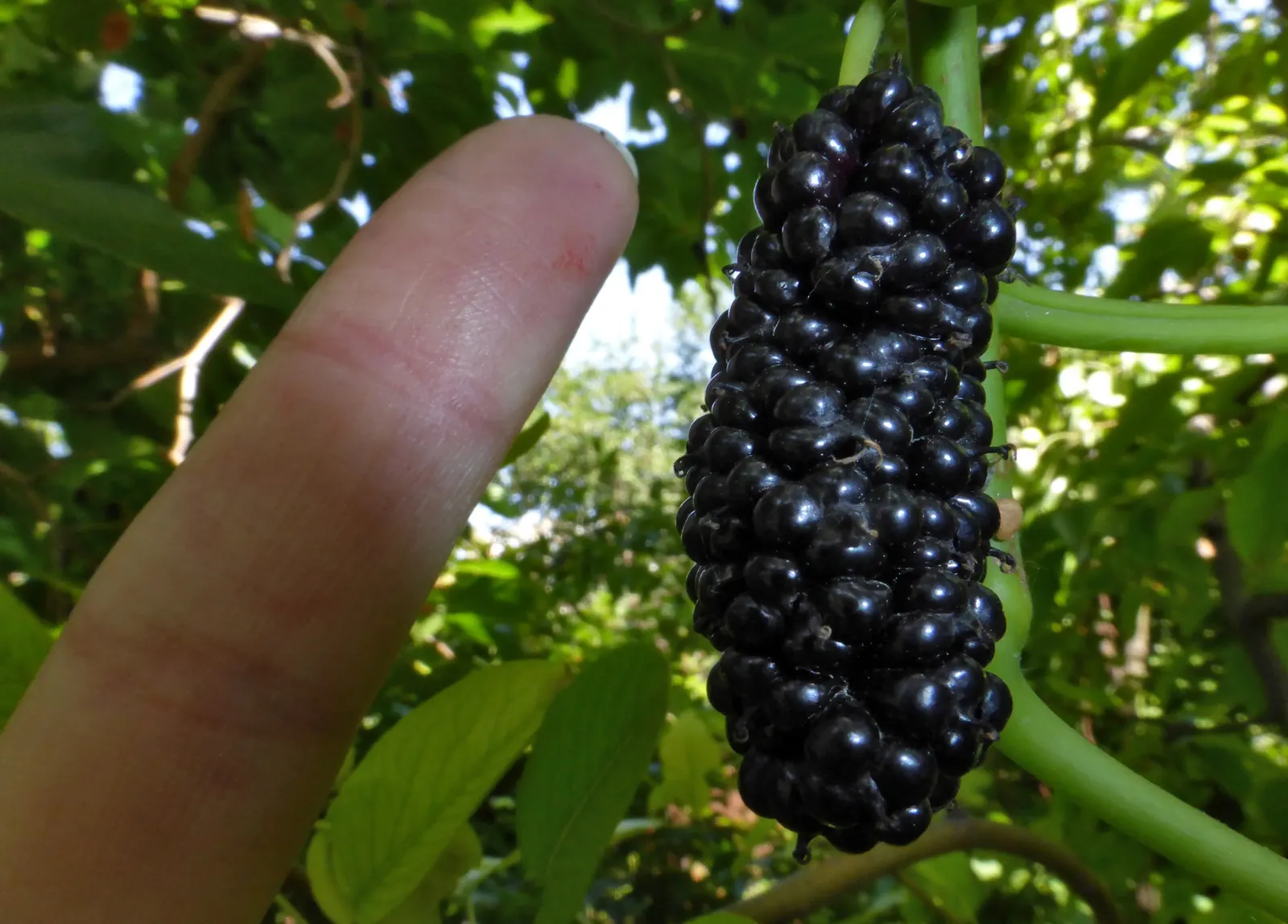 Blackberry (Rubus Ursinus) — It requires regular watering