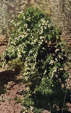 Blackberry (Rubus Ursinus) — offering both a tasty treat and health benefits.<br><br>For best results in a landscape; commonly termed the Pacific blackberry