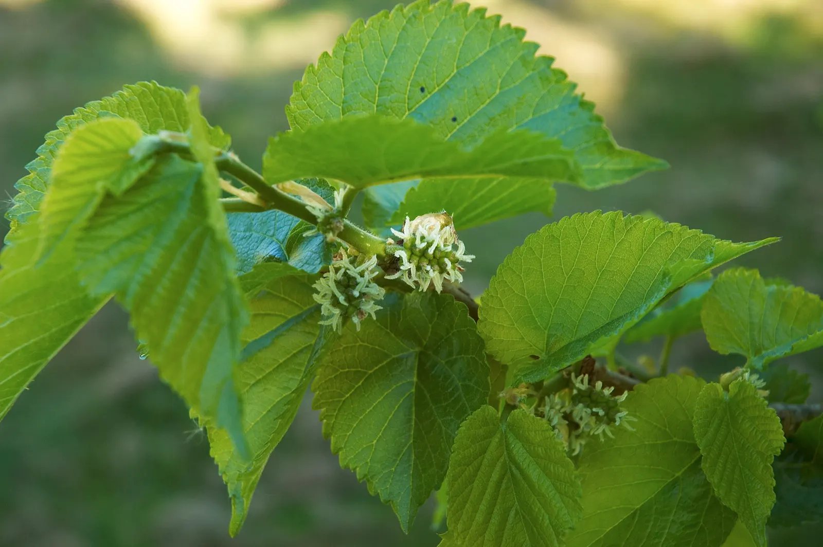 Blackberry (Rubus Ursinus) — it is known for its delicious