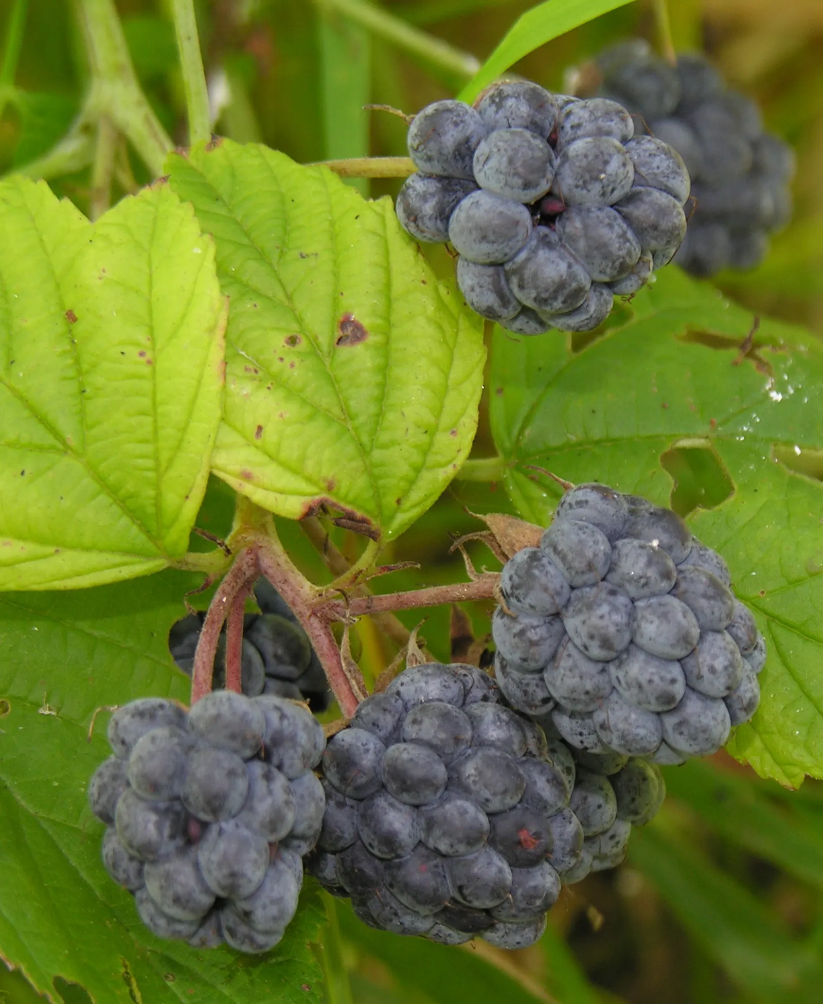 Blackberry (Rubus Ursinus) — bear clusters of white-to-pale-pink flowers before yielding succulent blackberries