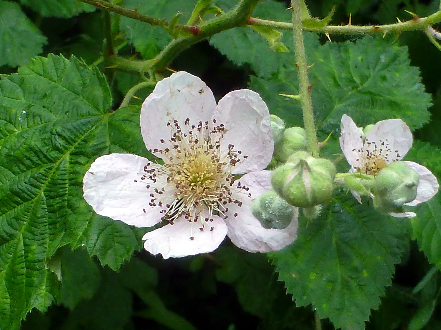 Blackberry (Rubus Ursinus) — This deciduous bramble reaches up to 5 feet in height and thrives in USDA zones 6-9