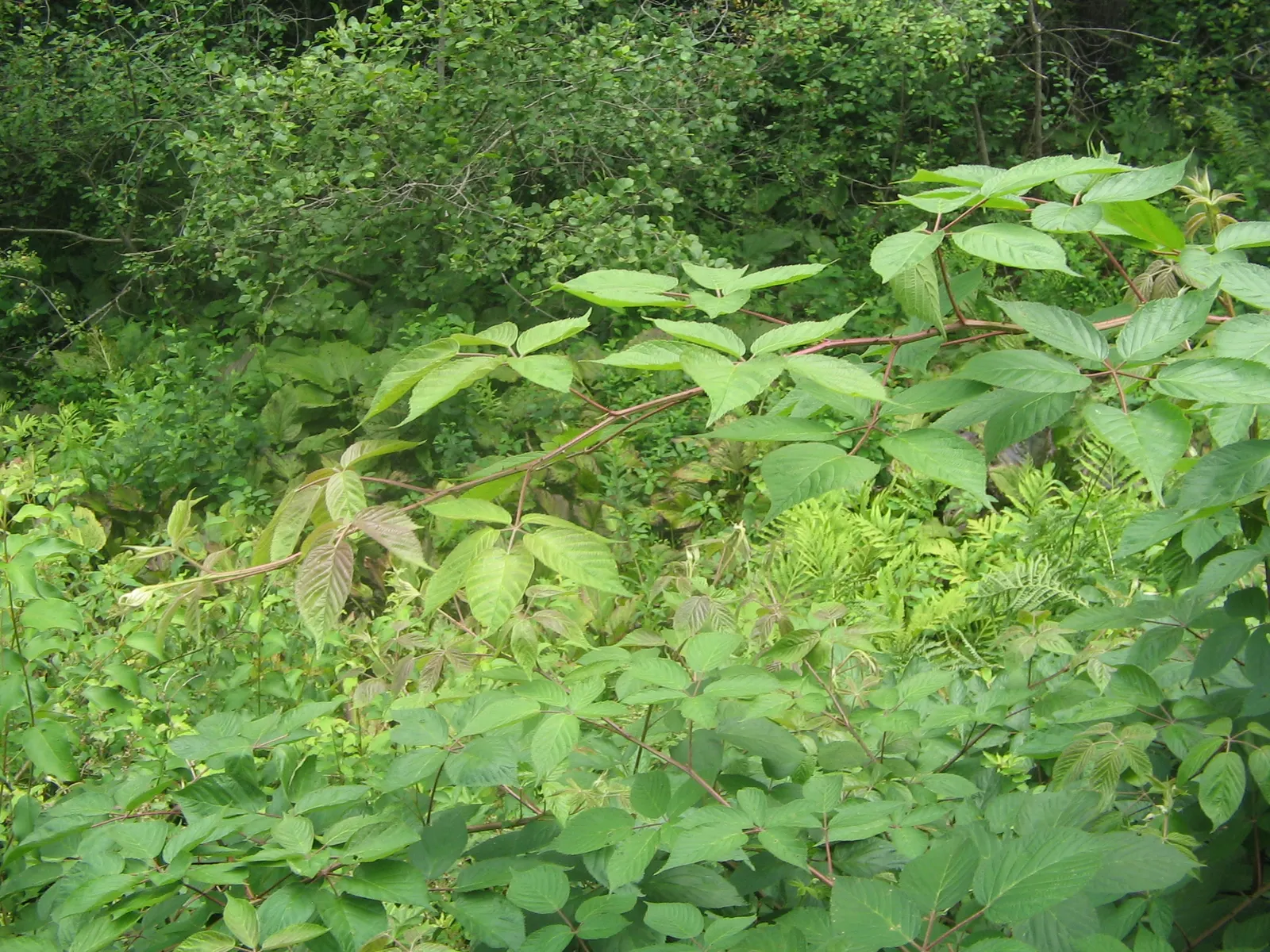 Blackberry (Rubus Ursinus) — requiring full sun to partial shade
