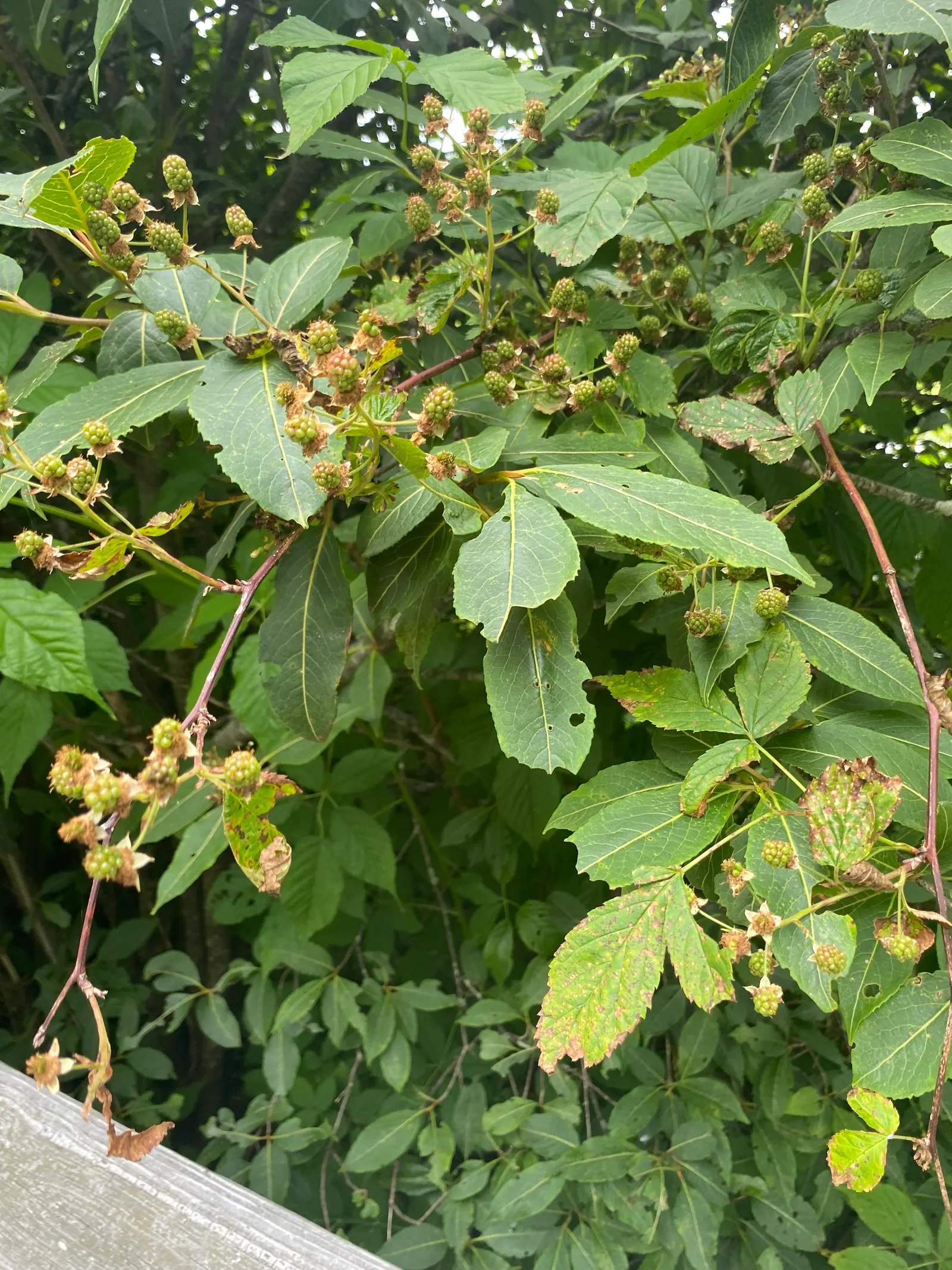 Blackberry (Rubus Ursinus) — As a member of the Rosaceae family