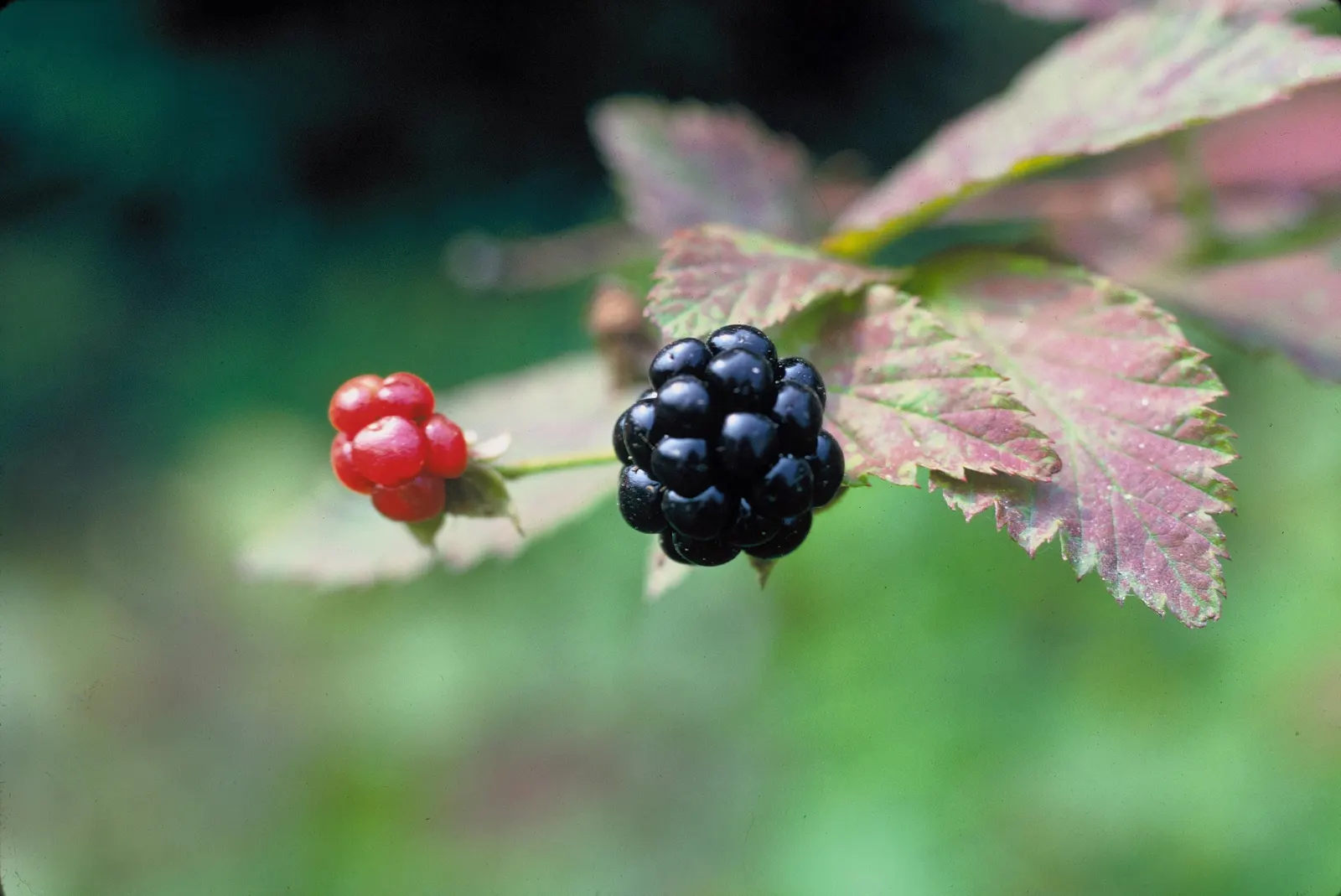 Blackberry (Rubus Ursinus) — They are high in vitamins; or they can be kept more contained with regular pruning