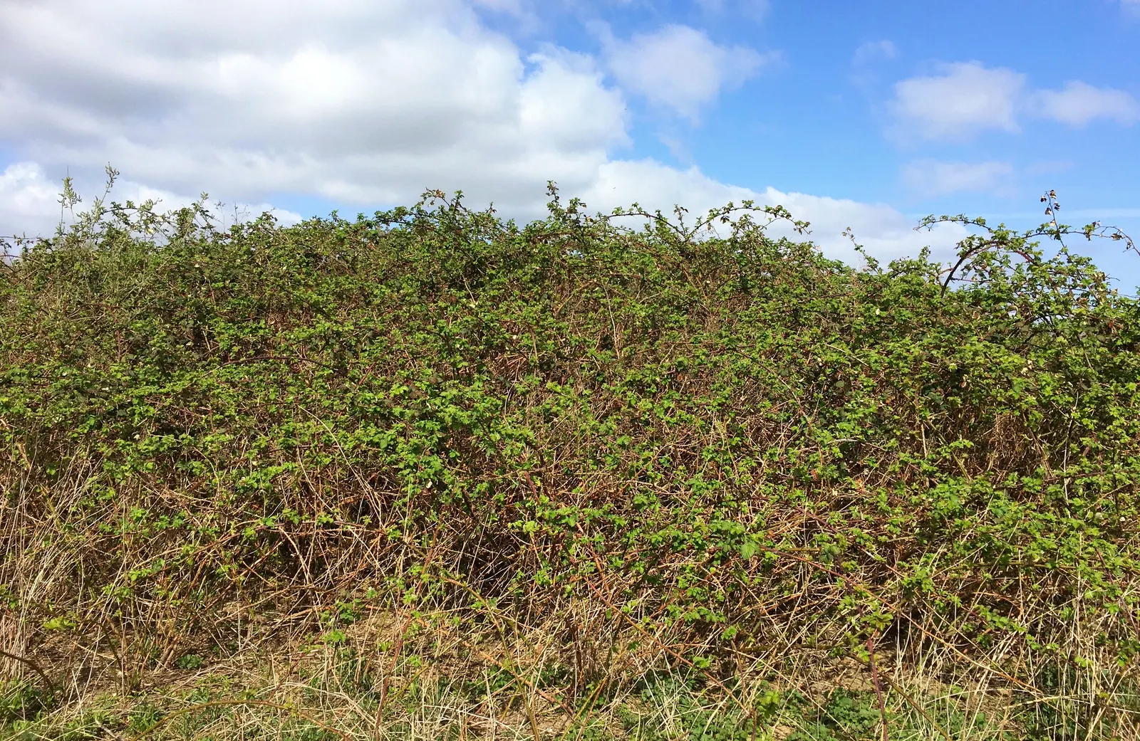 Blackberry (Rubus Ursinus) — which are usually comprised of three to five leaflets with a deep green hue and toothed margins