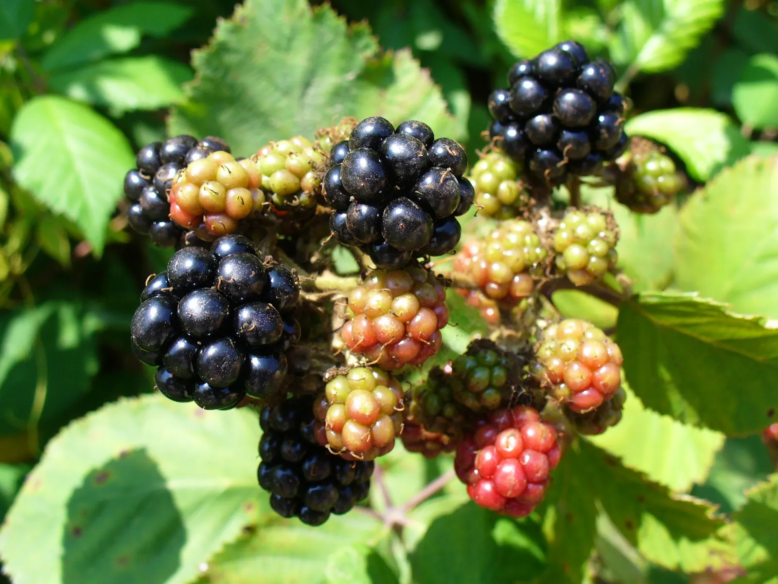 Blackberry (Rubus Ursinus) — commonly termed the Pacific blackberry