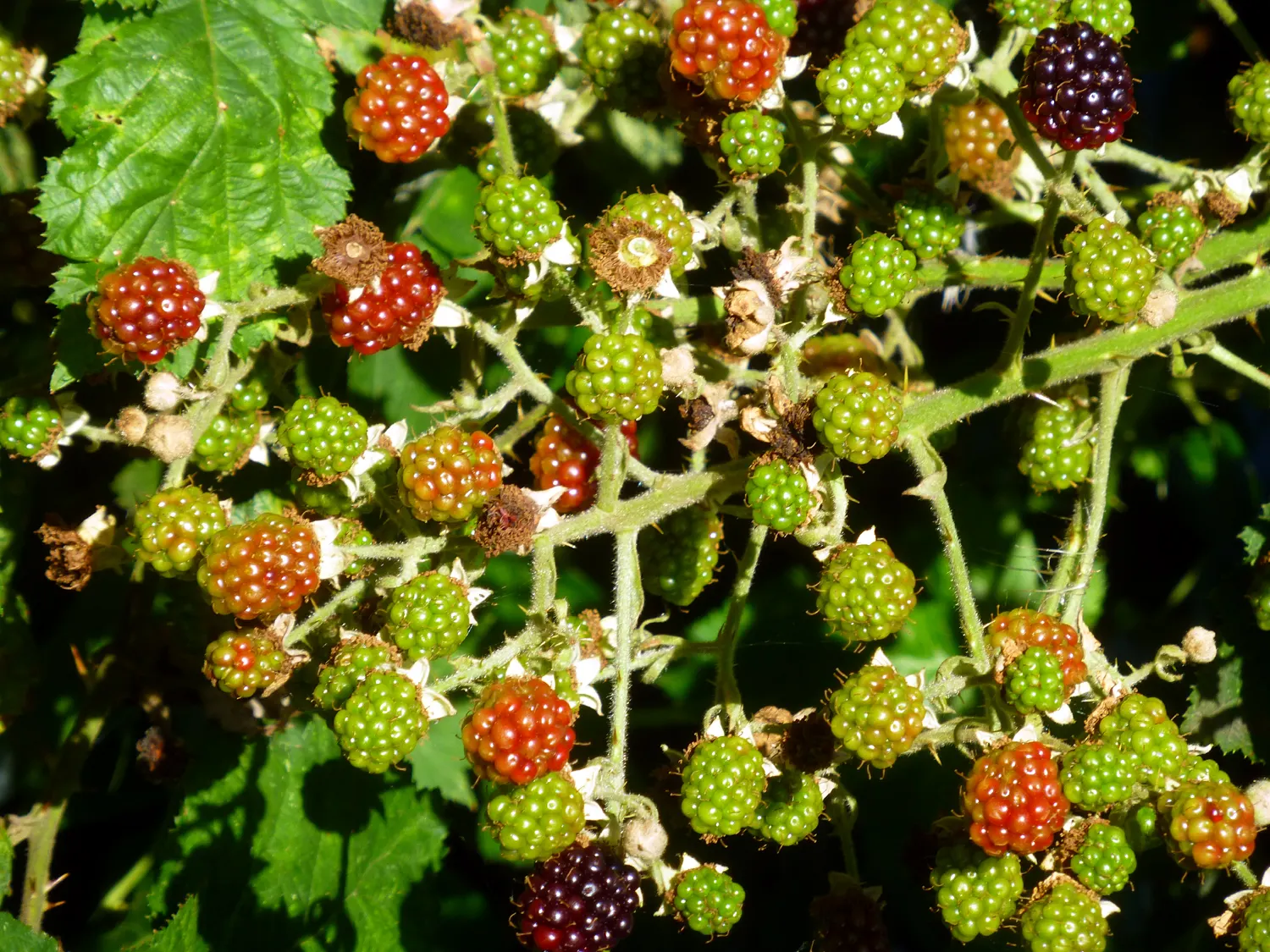 Blackberry (Rubus Ursinus) — offers a dual-purpose landscape element with edible benefits