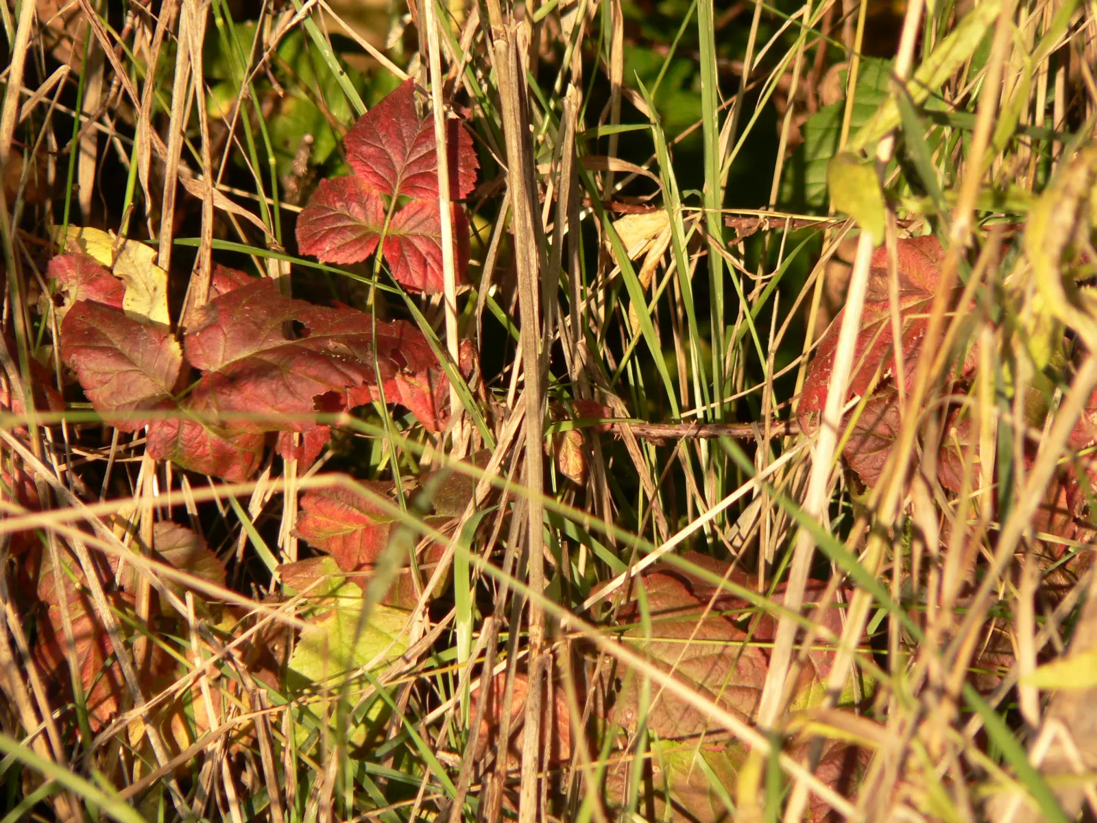 Blackberry (Rubus Ursinus) — This deciduous bramble reaches up to 5 feet in height and thrives in USDA zones 6-9; measuring about 0.5 to 1 inch long