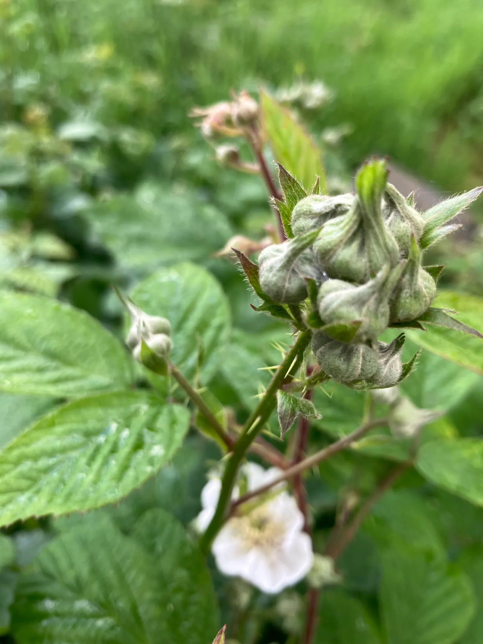Blackberry (Rubus Ursinus) — Rubus ursinus should be planted in well-draining soil with access to full sun to partial shade; as a member of the Rosaceae family