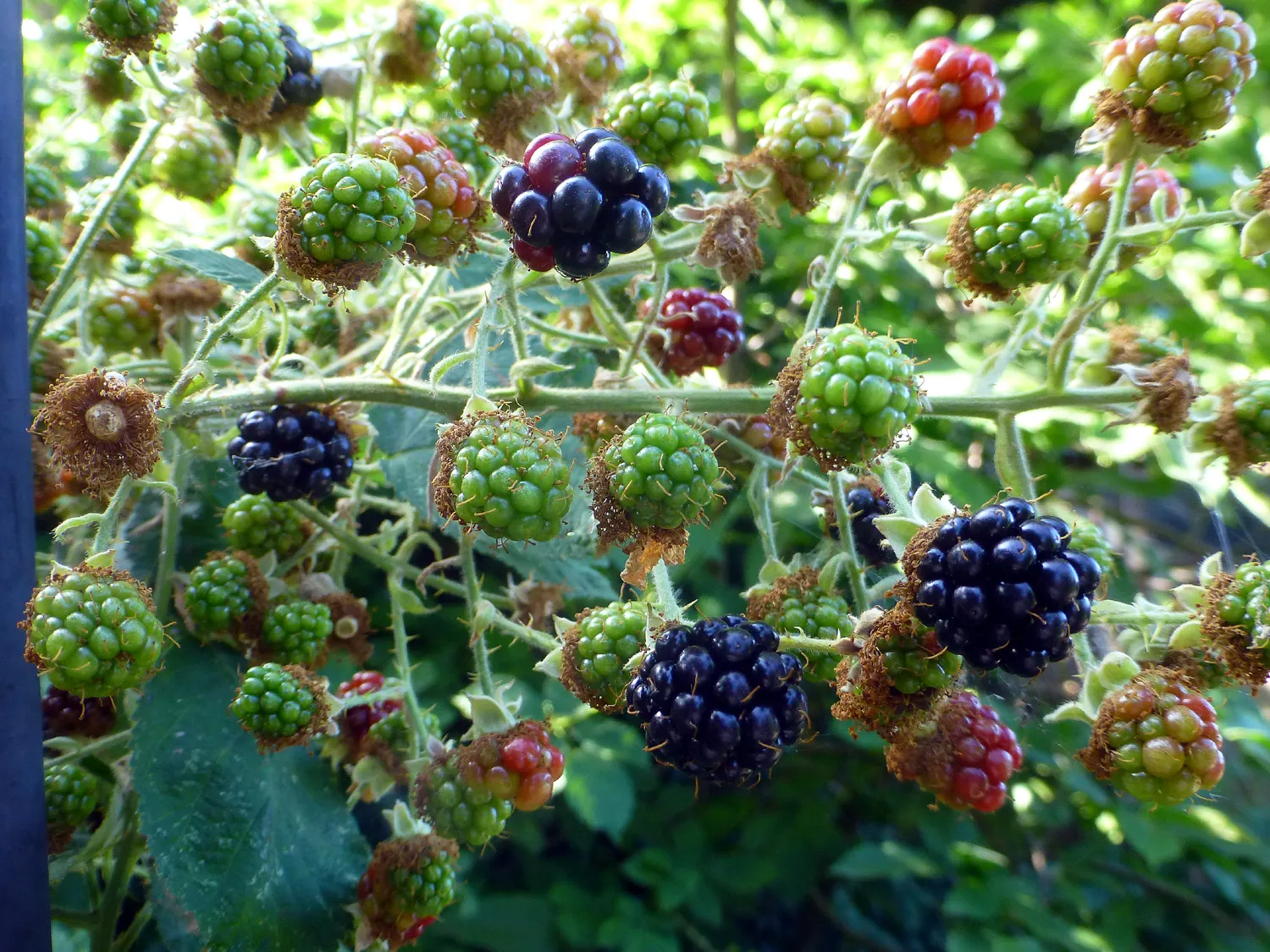 Blackberry (Rubus Ursinus) — so place the plant where it won't snag passersby; it is known for its delicious