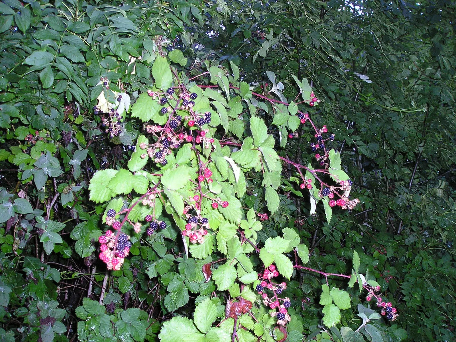 Blackberry (Rubus Ursinus) — ideal for U-pick gardens or wildlife habitats