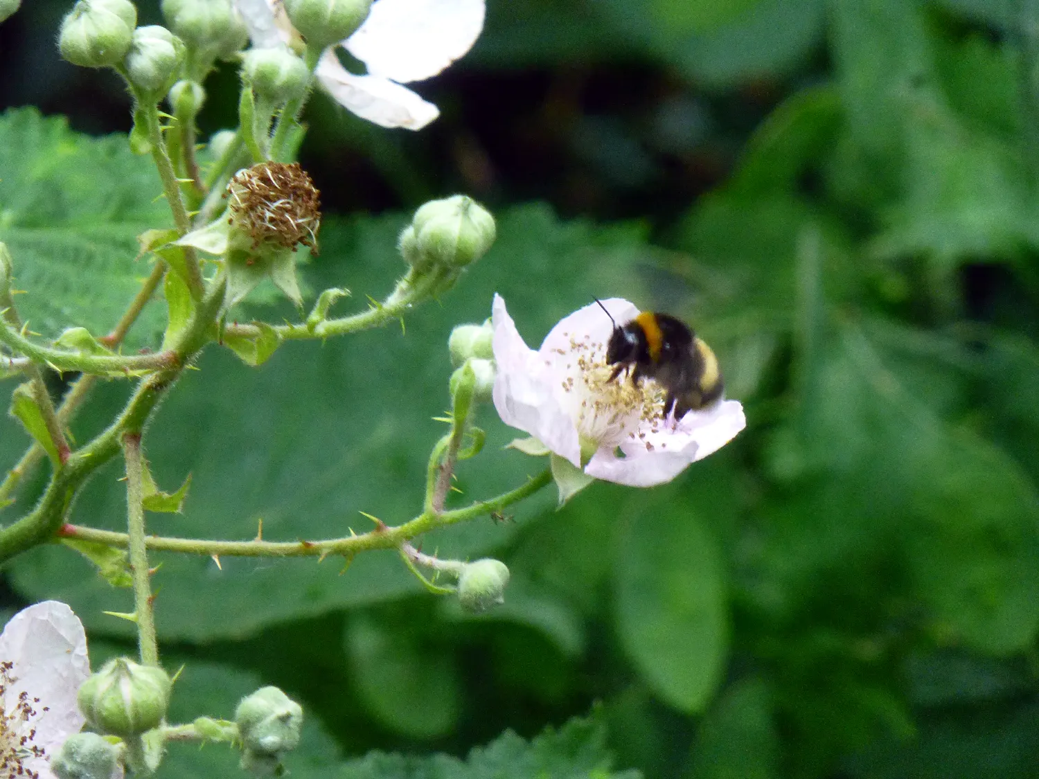 Blackberry (Rubus Ursinus) — measuring about 0.5 to 1 inch long; rubus ursinus should be planted in well-draining soil with access to full sun to partial shade