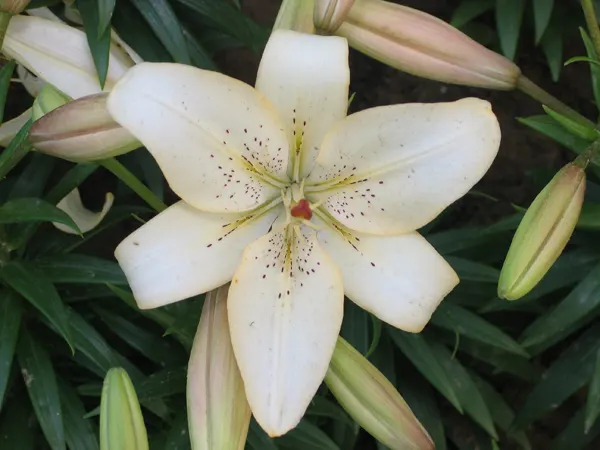 Asiatic Hybrid Lily (Lilium Asiatic Hybrid) — Celebrated for its vivid colors and prolific blooms