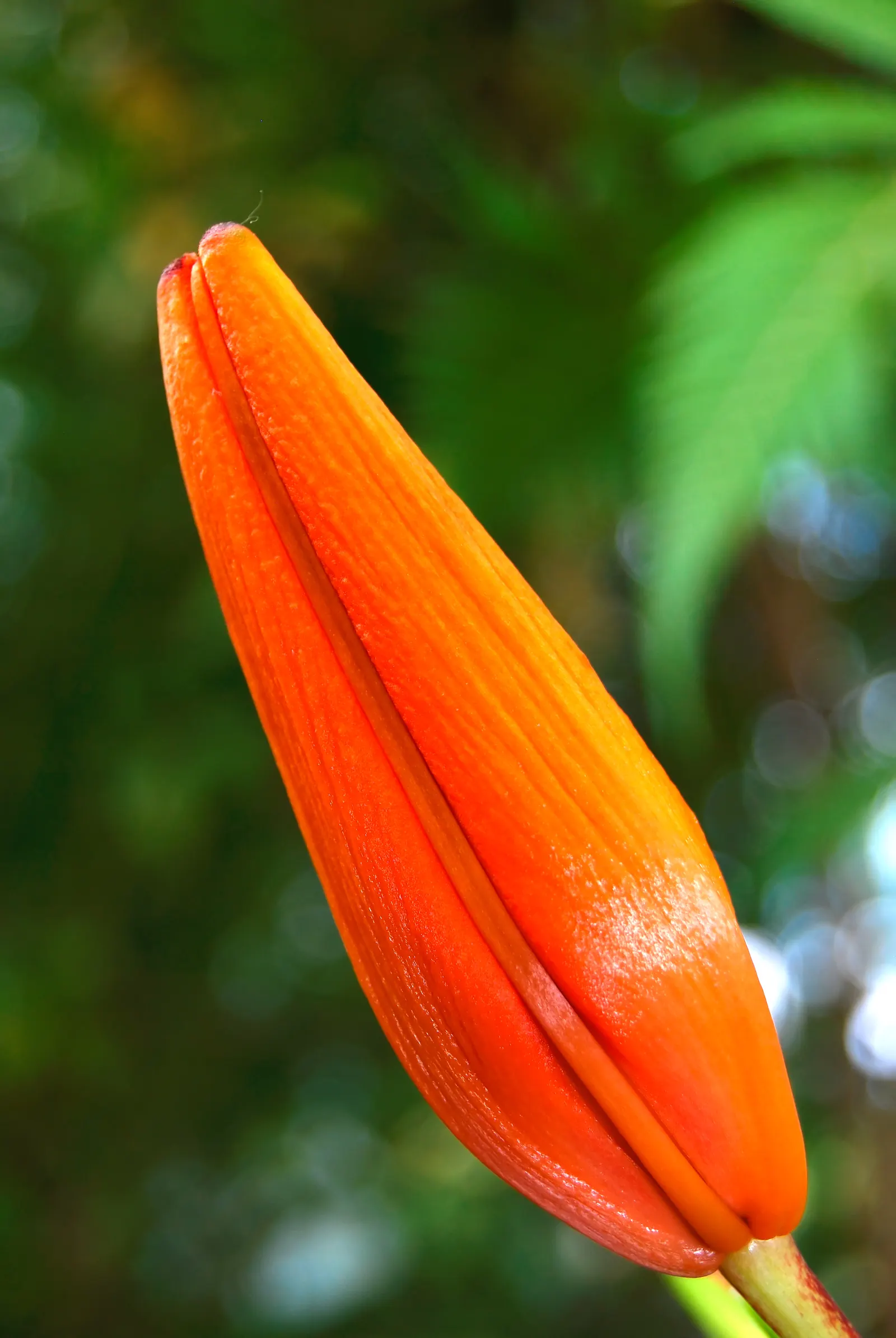 Asiatic Hybrid Lily (Lilium Asiatic Hybrid) — The Asiatic Hybrid Lily (Lilium Asiatic Hybrid) is a robust perennial
