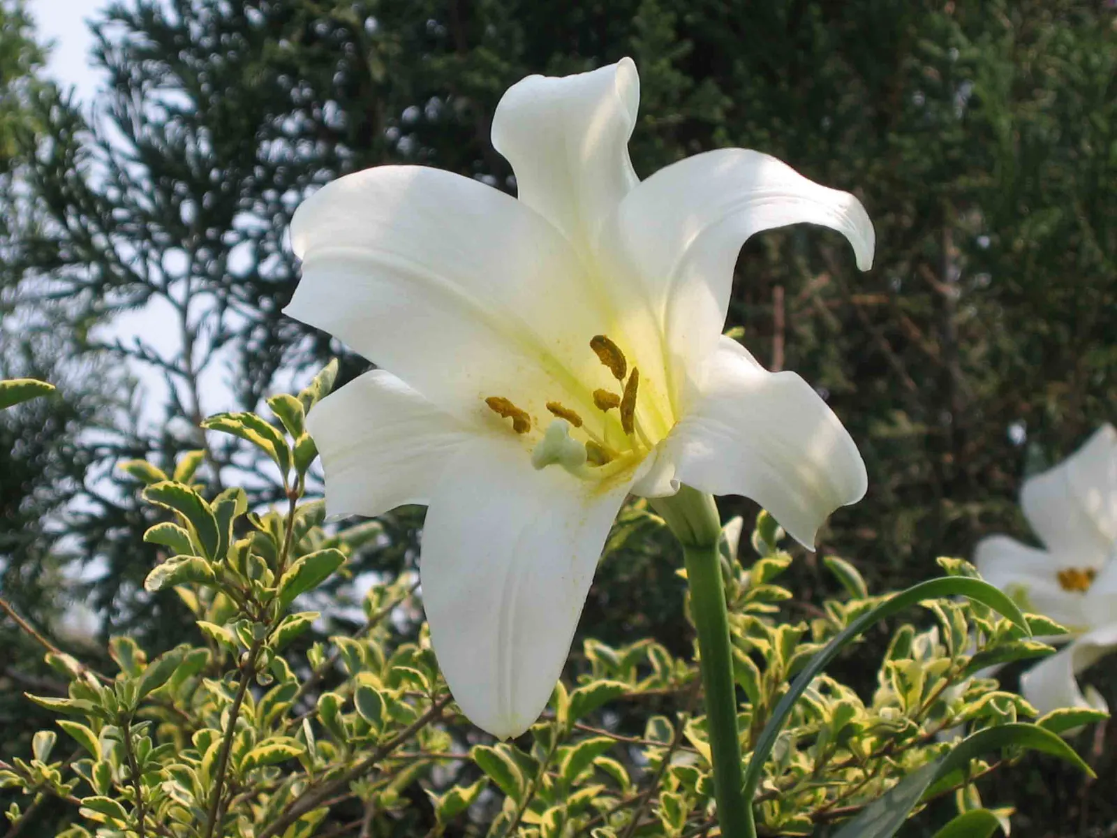 Asiatic Hybrid Lily (Lilium Asiatic Hybrid) — thriving in USDA zones 4-9