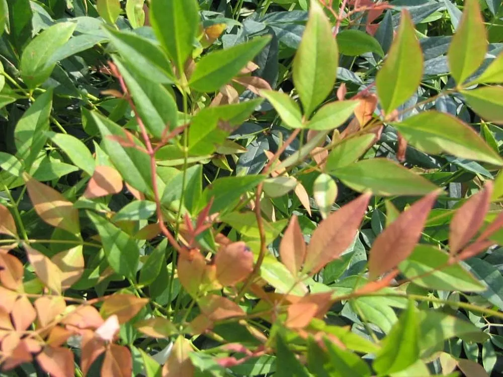 Gulf Stream Heavenly Bamboo (Nandina Domestica 'Gulf Stream') — scientifically known as Nandina domestica 'Gulf Stream'