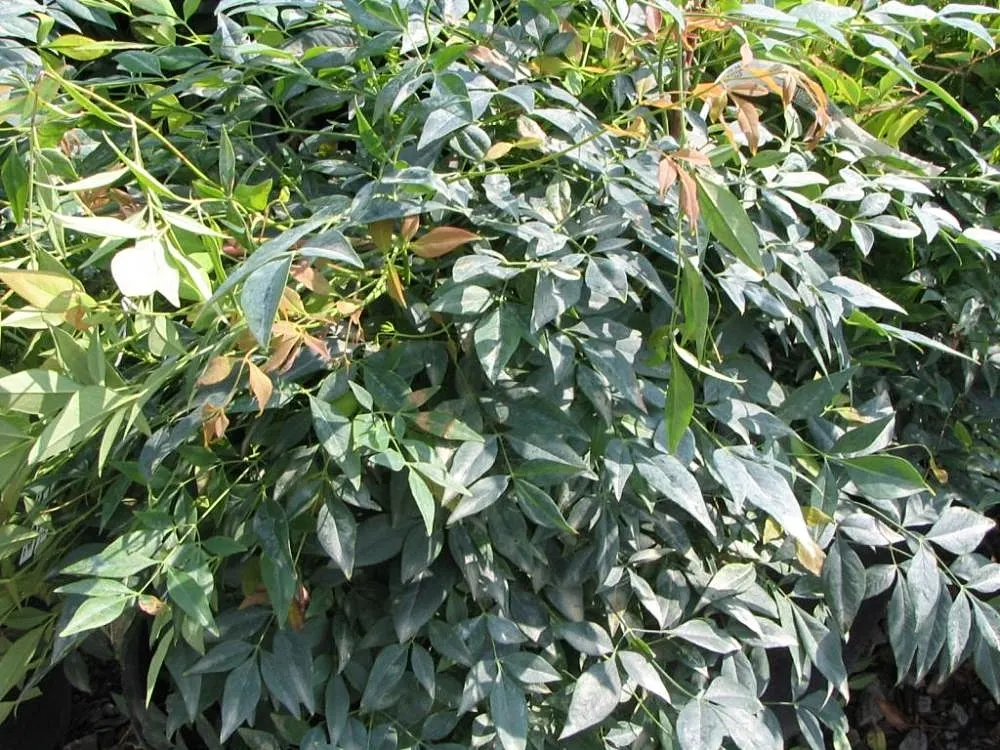 Gulf Stream Heavenly Bamboo (Nandina Domestica 'Gulf Stream') — Its low-maintenance nature and resistance to pests make it a versatile choice for various
