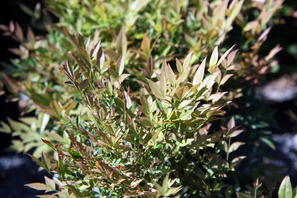 Gulf Stream Heavenly Bamboo (Nandina Domestica 'Gulf Stream') — boasting vibrant green leaves that turn fiery red in fall