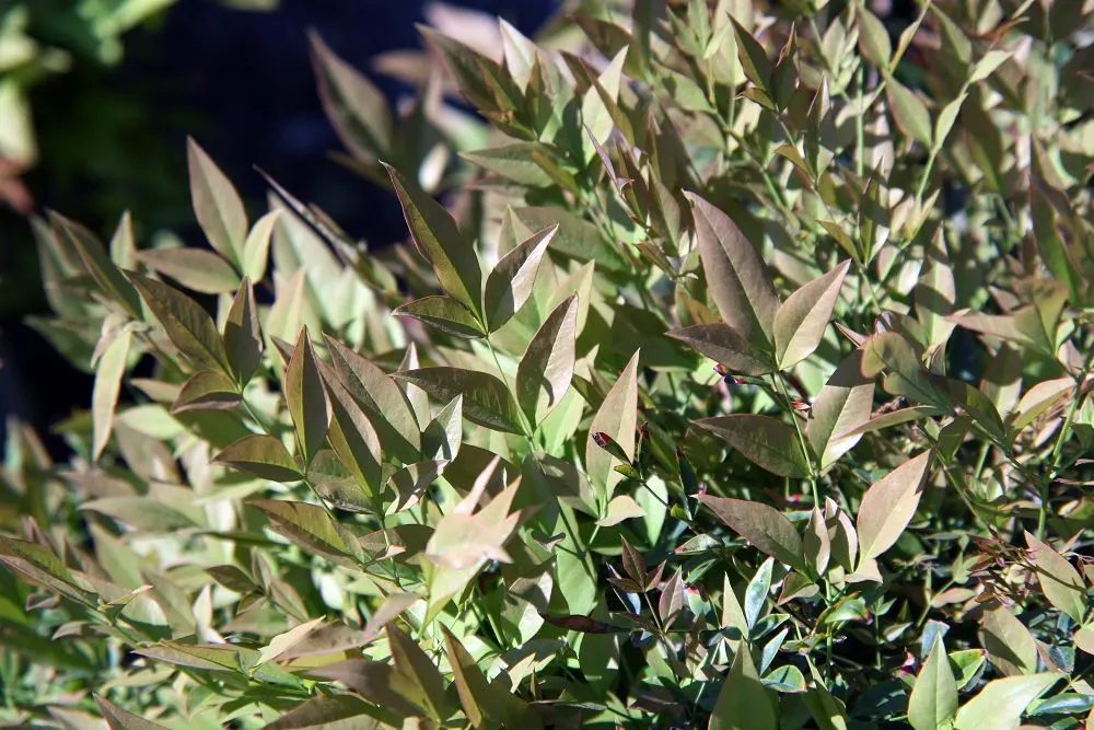 Gulf Stream Heavenly Bamboo (Nandina Domestica 'Gulf Stream') — Hardy in USDA zones 6-9, it thrives in full to part sun with moderate water