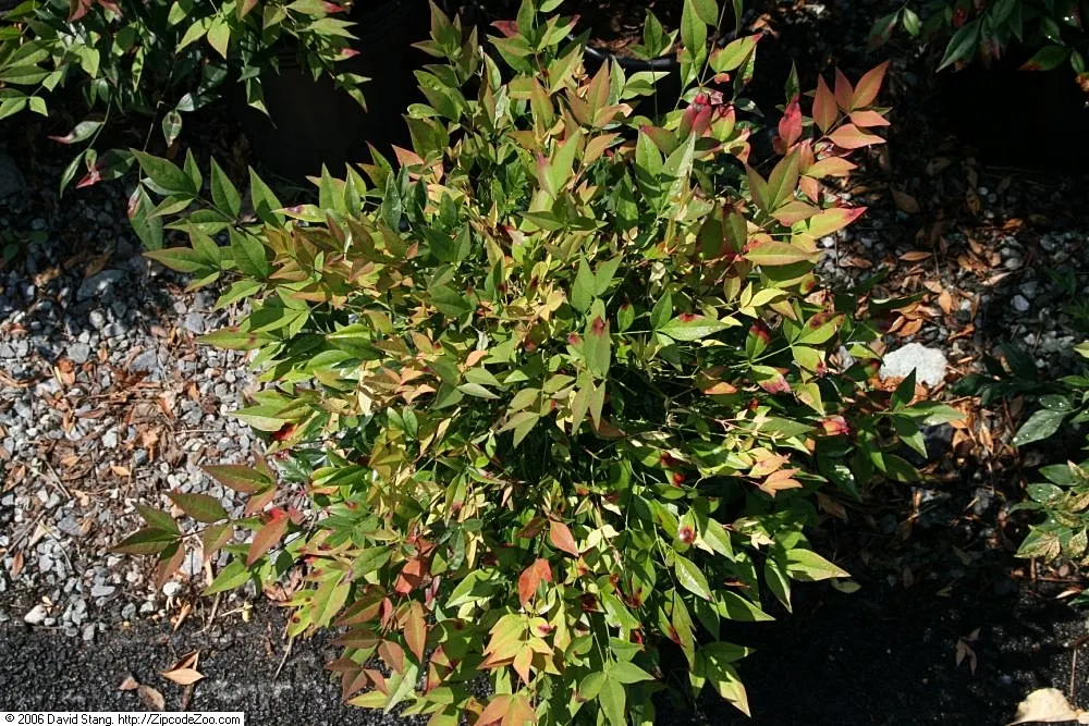 Gulf Stream Heavenly Bamboo (Nandina Domestica 'Gulf Stream') — it reaches up to 3 to 4 feet tall and wide