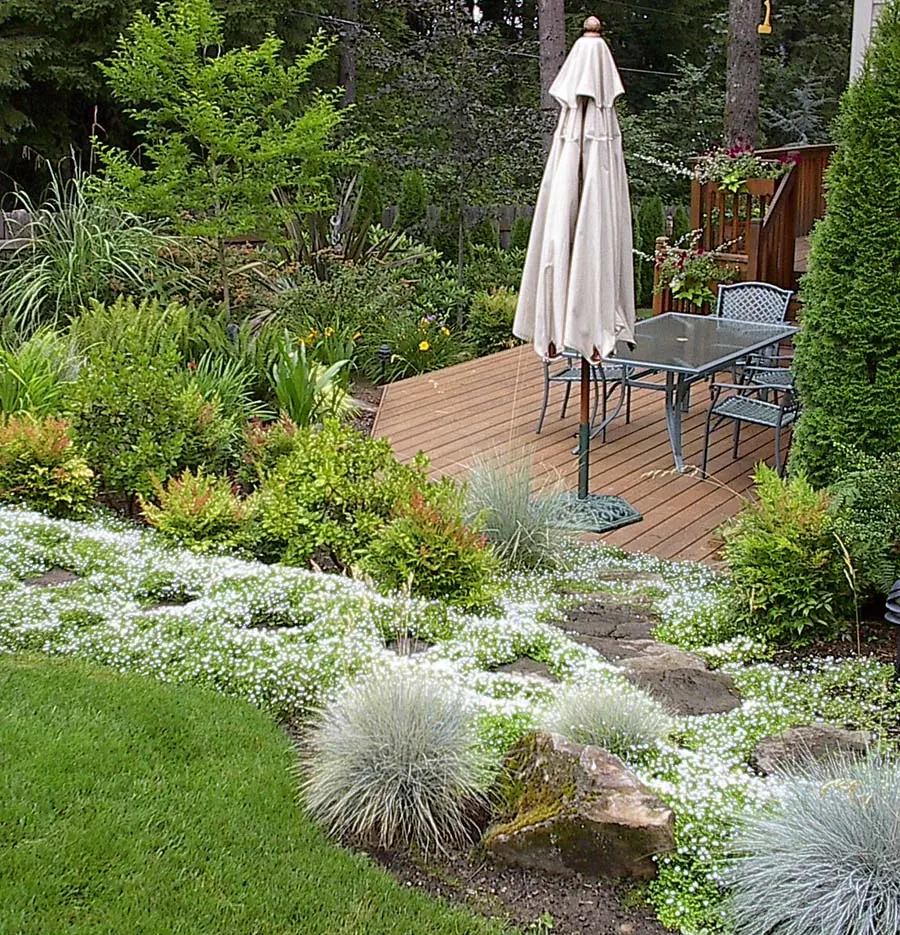 Gulf Stream Heavenly Bamboo (Nandina Domestica 'Gulf Stream') — Nandina domestica 'Gulf Stream,' is an evergreen shrub featuring multi-season interest