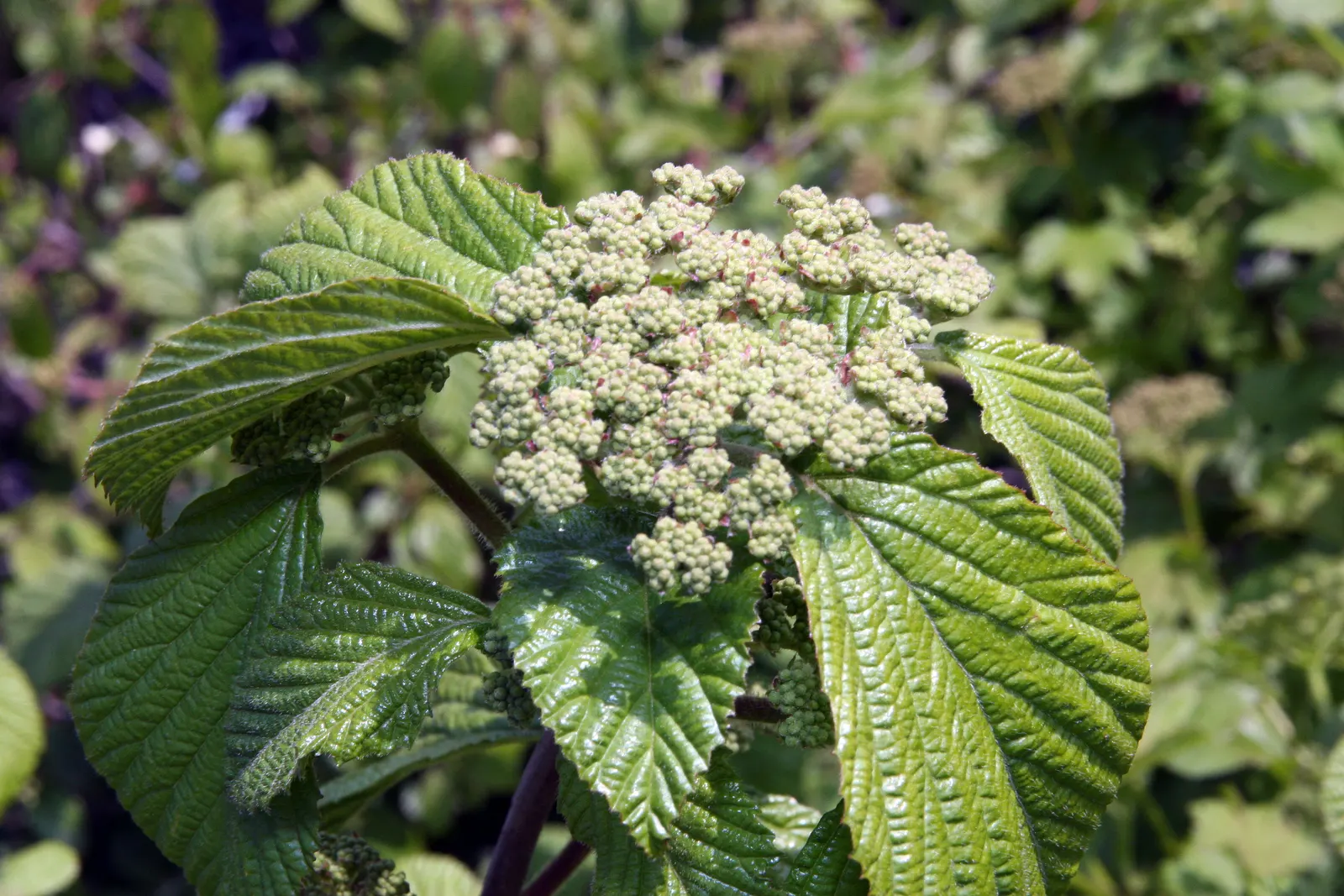 Cardinal Candy® Viburnum (Viburnum dilatatum) — and glossy red fall berries that attract birds