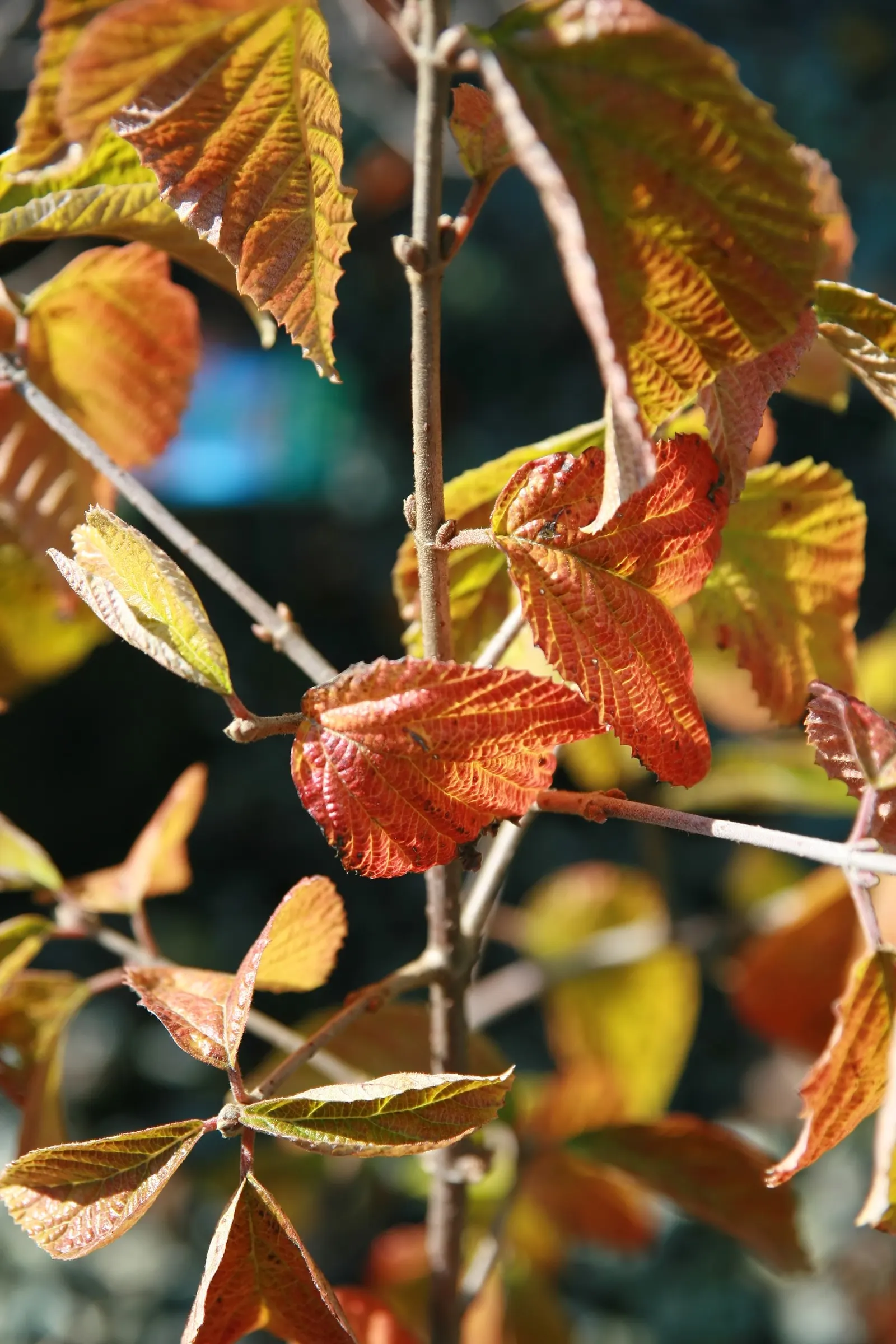 Cardinal Candy® Viburnum (Viburnum dilatatum) — is a deciduous shrub with a generous