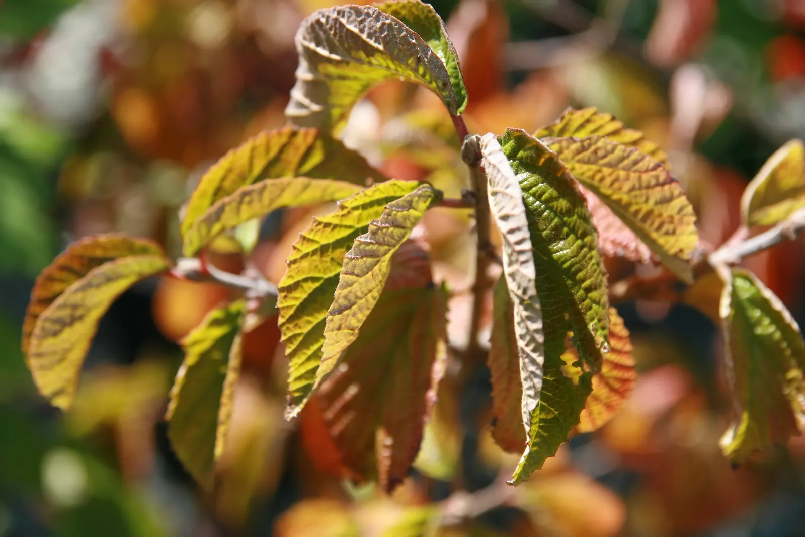 Cardinal Candy® Viburnum (Viburnum dilatatum) — The Viburnum dilatatum Cardinal Candy® is an upright deciduous shrub with creamy white spring flowers