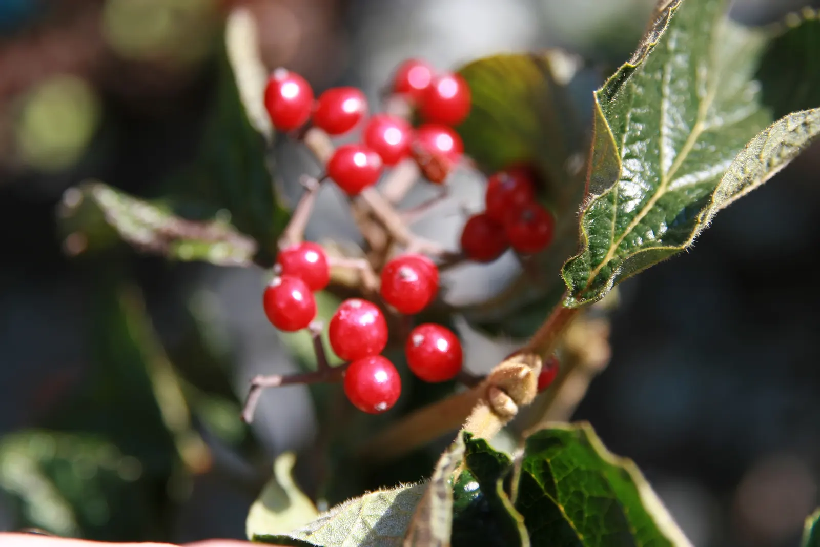Cardinal Candy® Viburnum (Viburnum dilatatum) — commonly referred to as Cardinal Candy® Viburnum