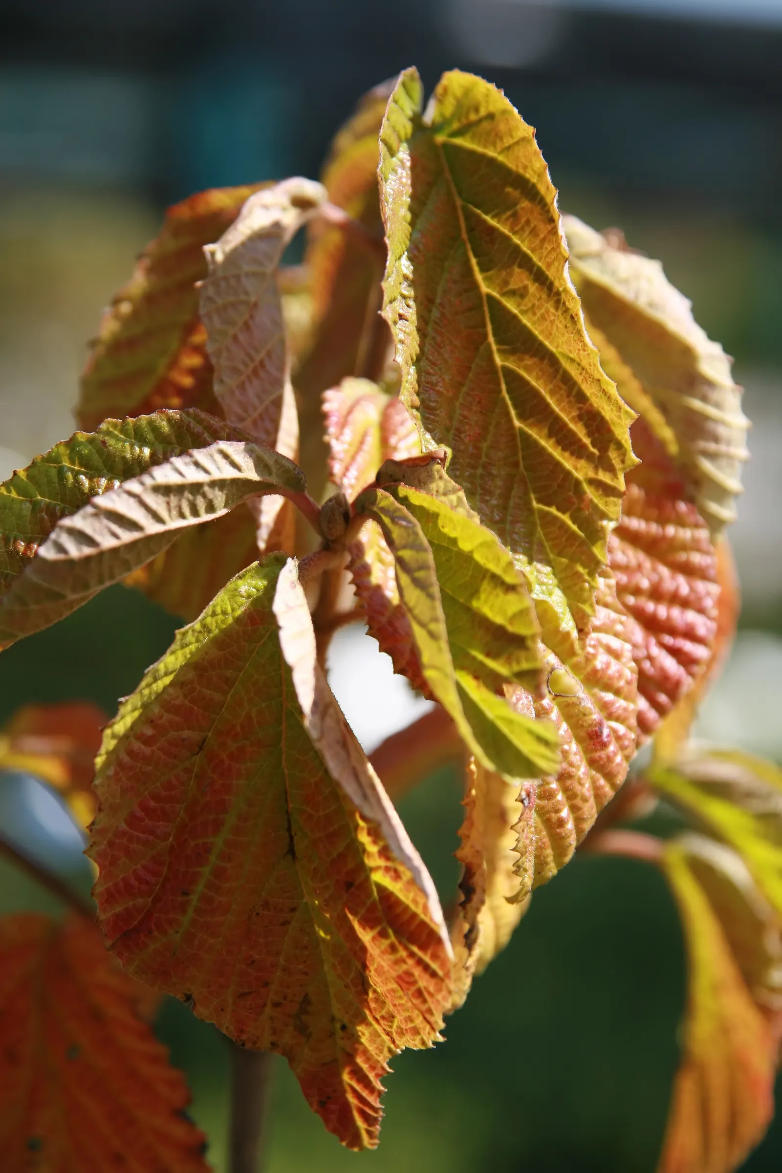 Cardinal Candy® Viburnum (Viburnum dilatatum) — It matures 6-8 feet tall and wide, giving structure to borders and wildlife plantings