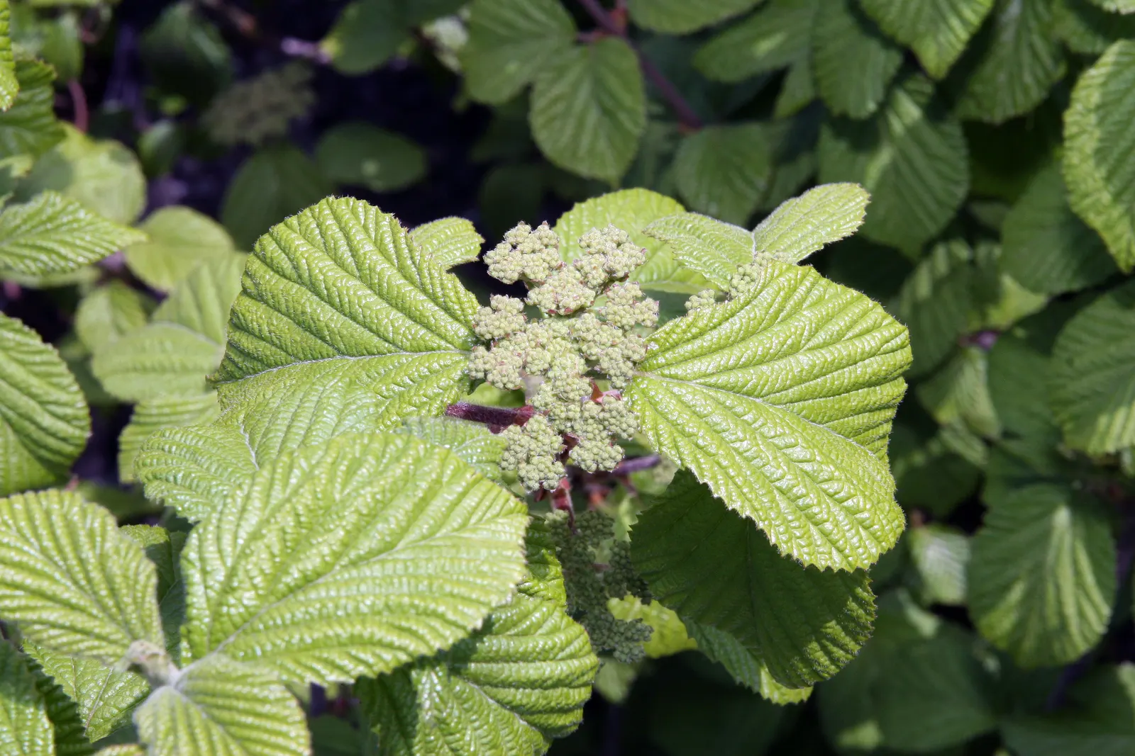 Cardinal Candy® Viburnum (Viburnum dilatatum) — The Viburnum dilatatum Cardinal Candy®