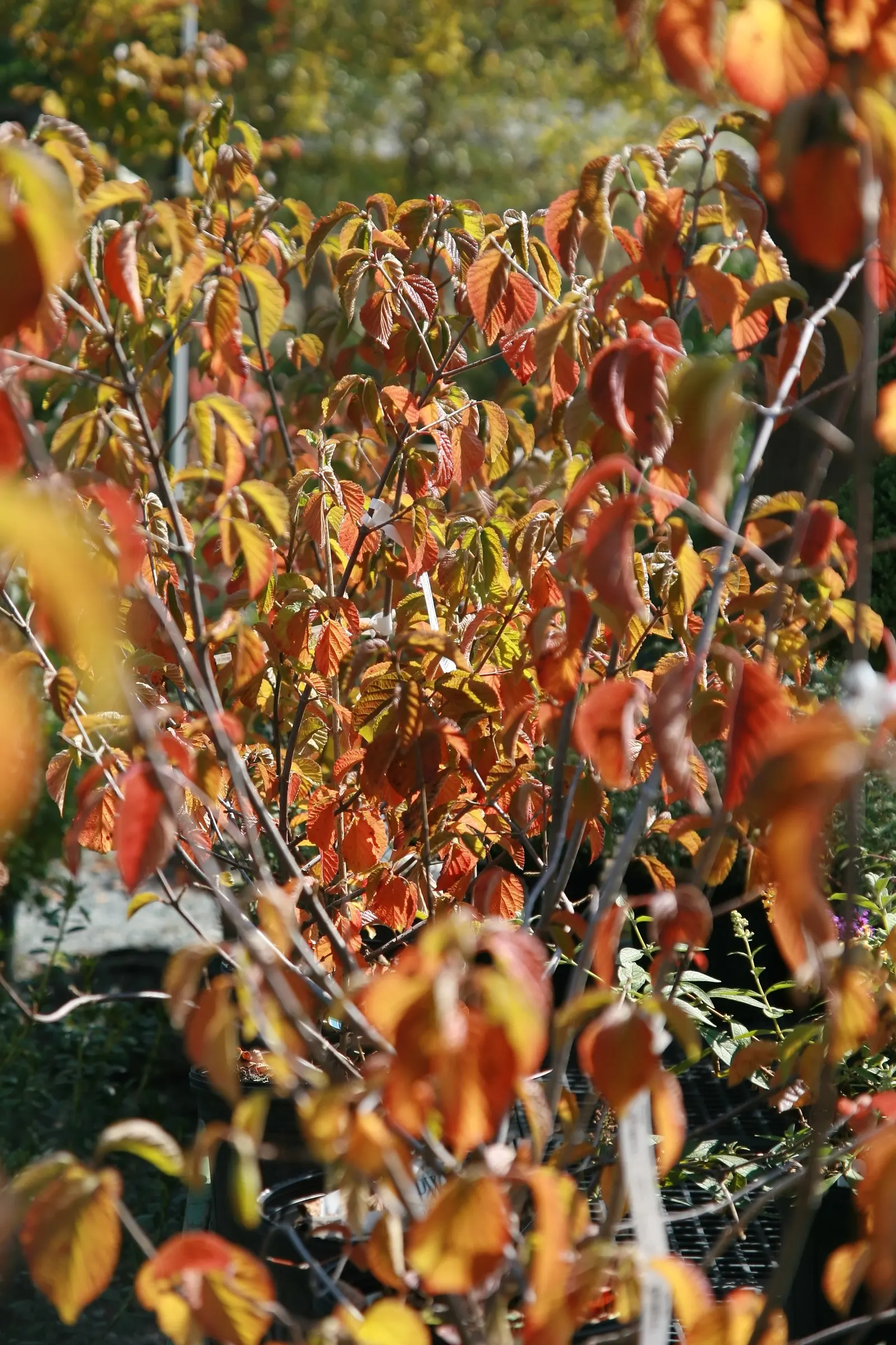 Cardinal Candy® Viburnum (Viburnum dilatatum) — Grow in sun to part sun with average moisture and well-drained, slightly acidic soil; prune just after bloom