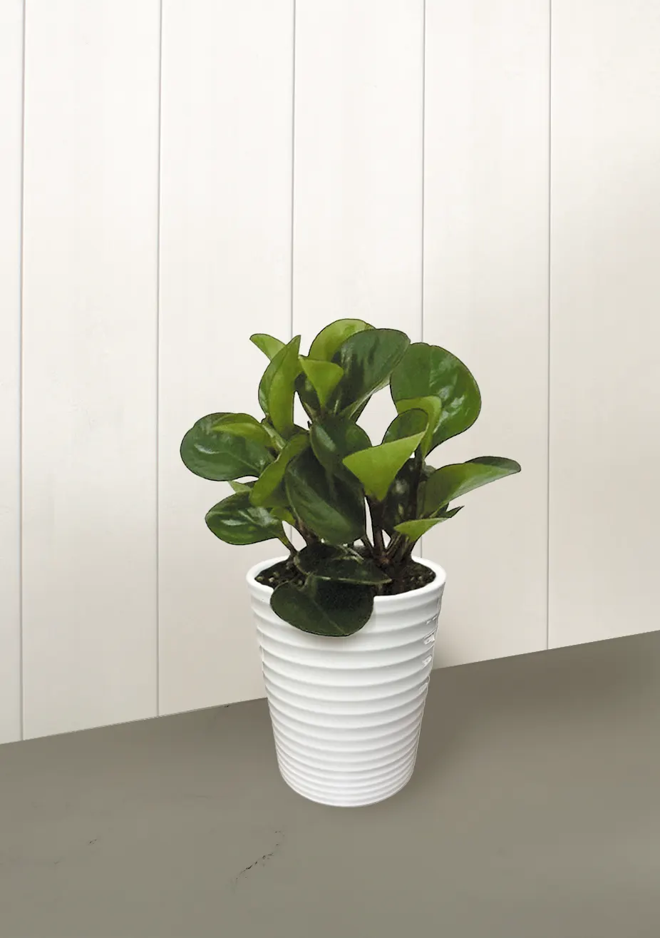 Spice is Nice™ Baby Rubber Plant (Peperomia obtusifolia) — or Peperomia obtusifolia Spice is Nice™