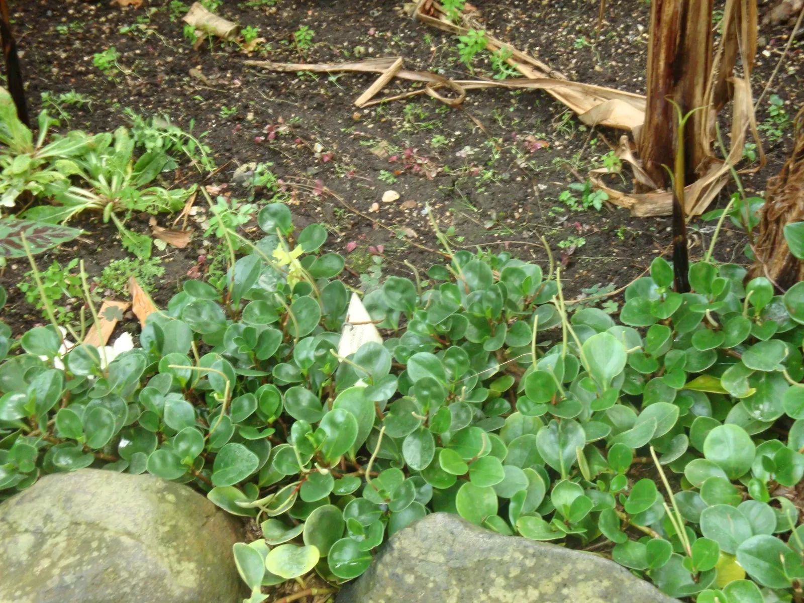 Spice is Nice™ Baby Rubber Plant (Peperomia obtusifolia) — generally USDA Zones 10 to 12