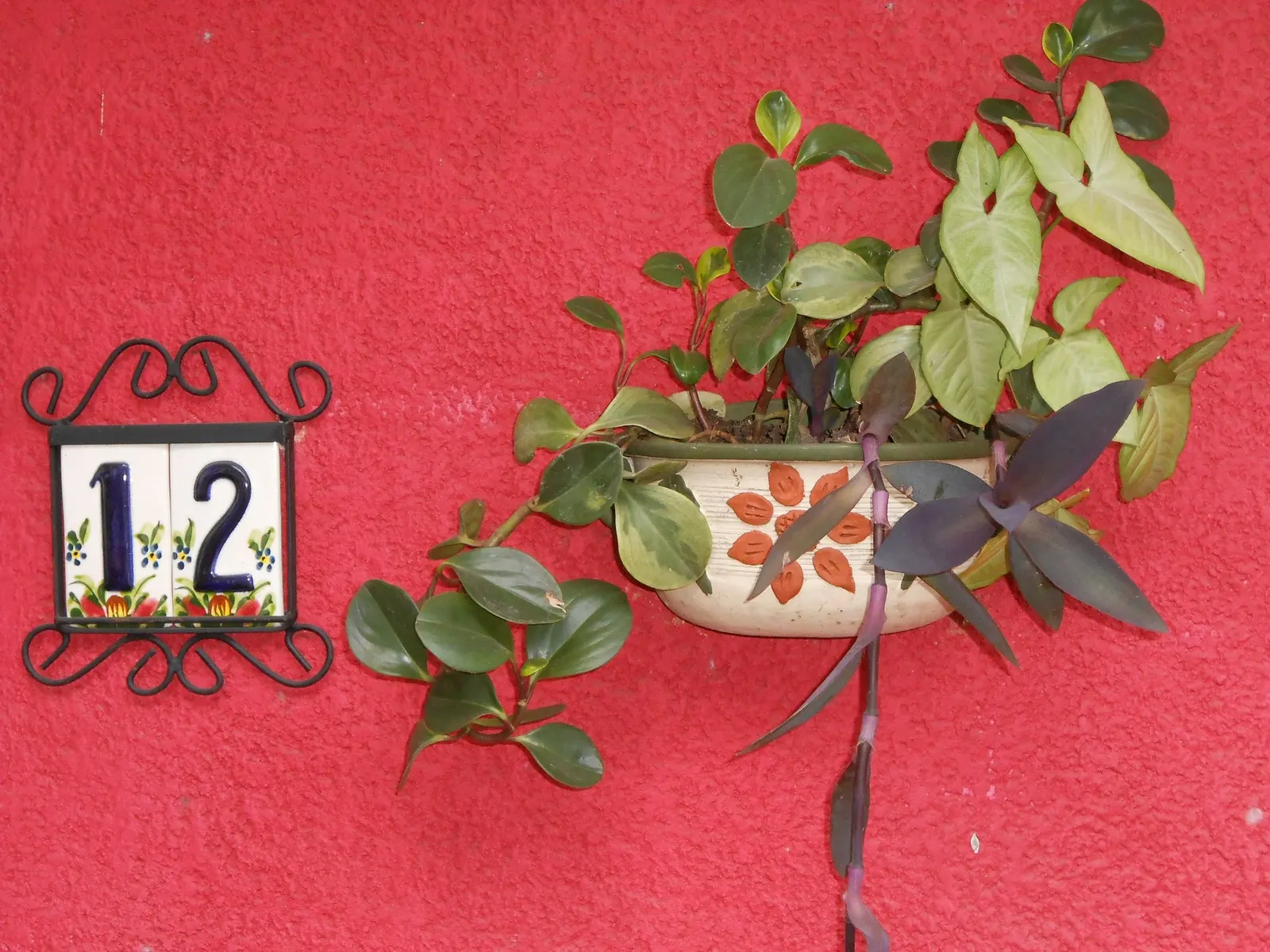 Spice is Nice™ Baby Rubber Plant (Peperomia obtusifolia) — polished houseplant with a warmly decorative presence