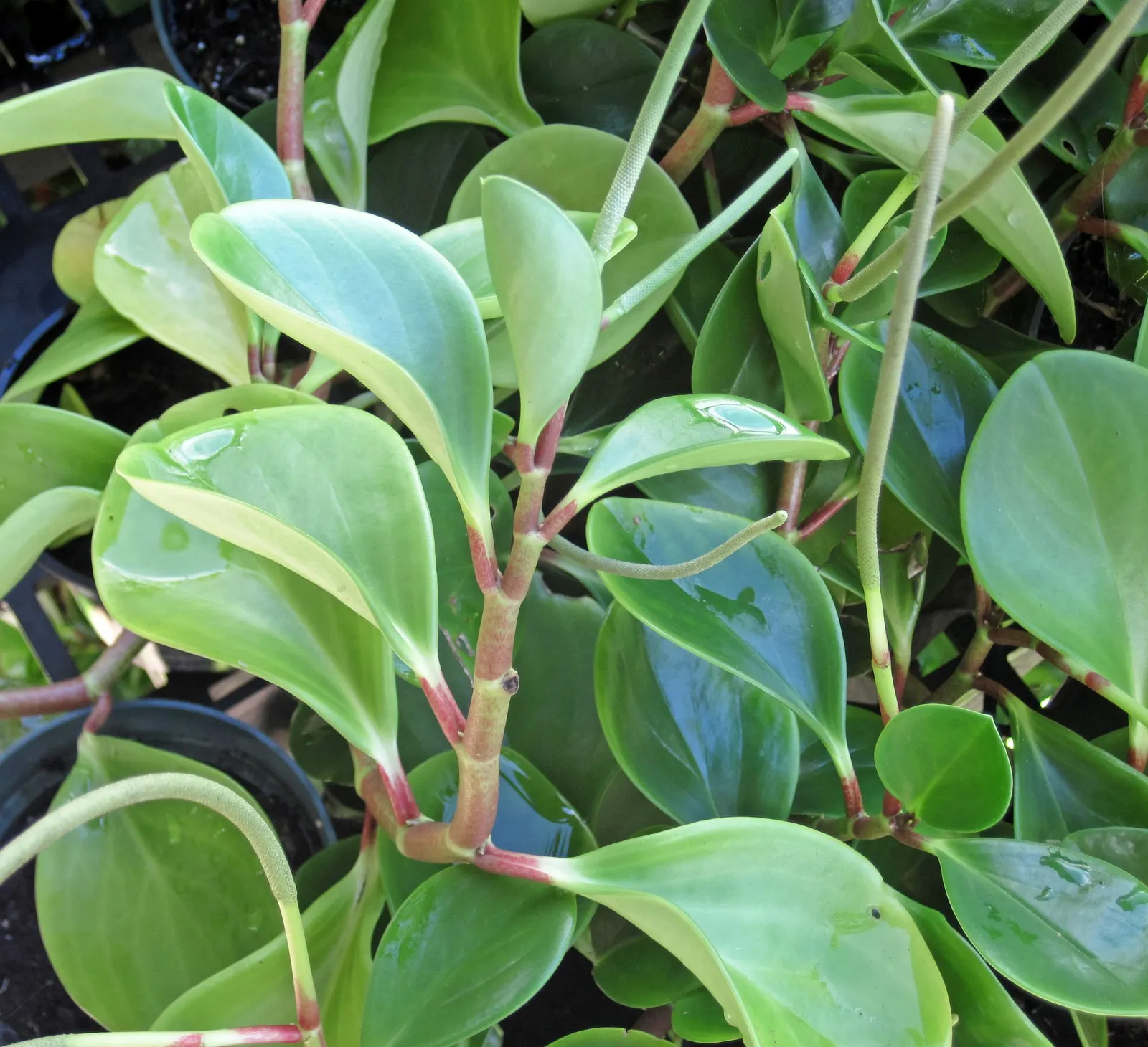 Spice is Nice™ Baby Rubber Plant (Peperomia obtusifolia) — cupped emerald leaves on warm cinnamon-red stems